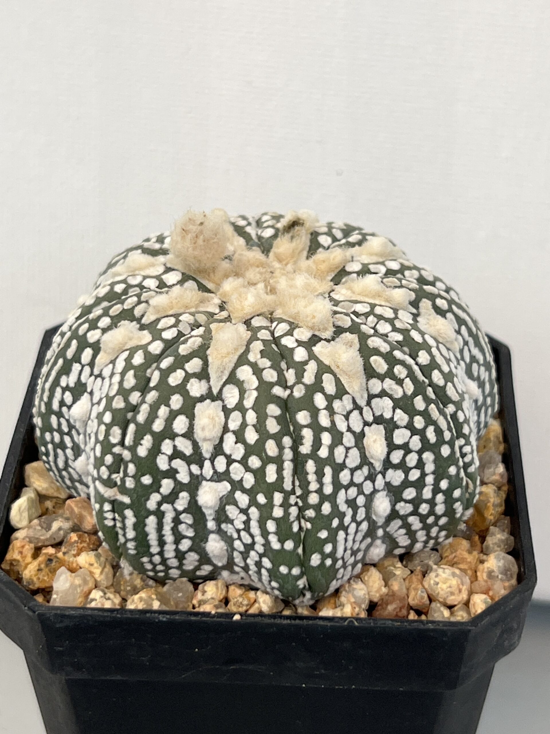 Astrophytum asterias cv. Super Kabuto Star Shape Selected - Imagen 2