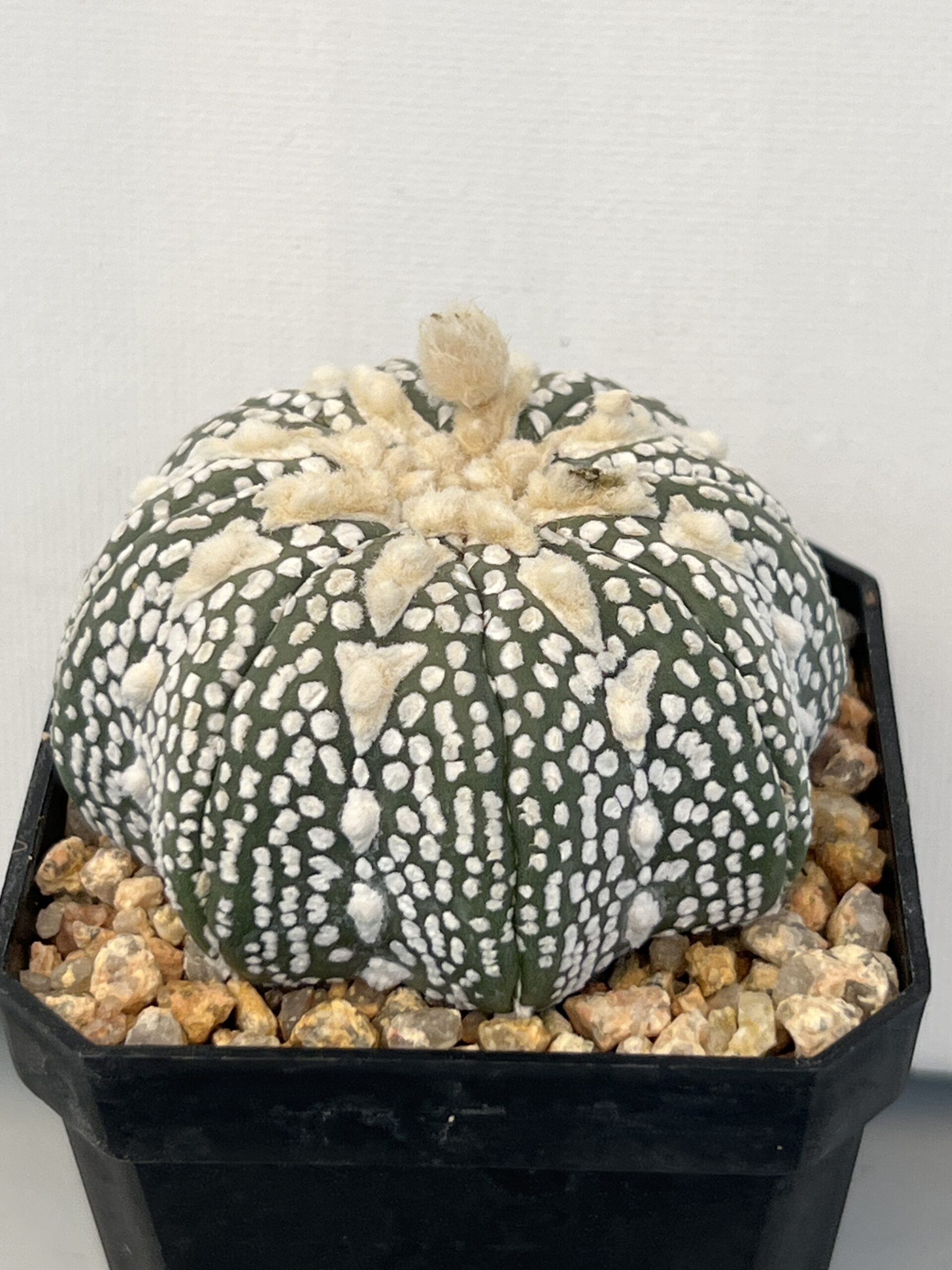 Astrophytum asterias cv. Super Kabuto Star Shape Selected - Imagen 3
