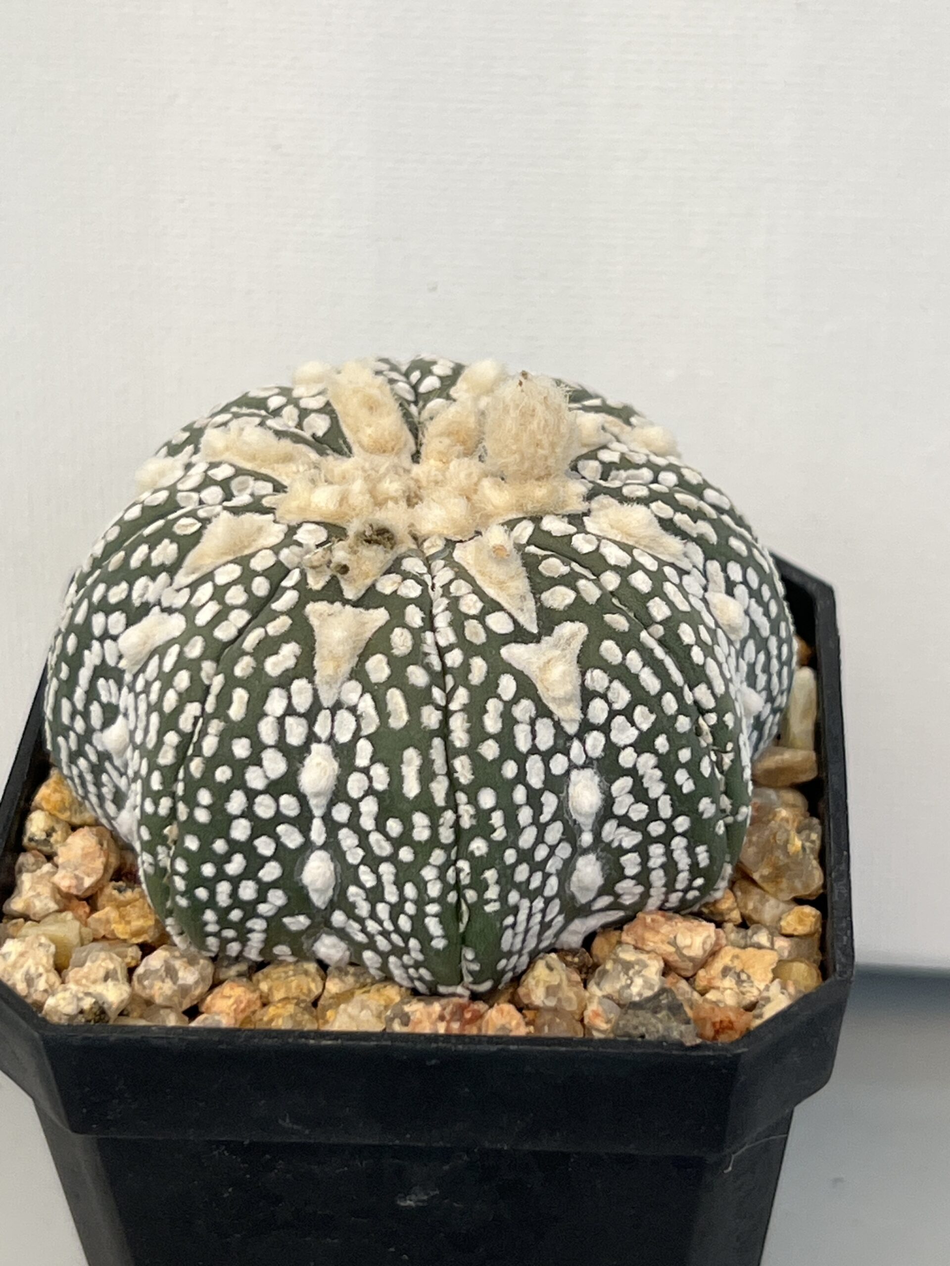 Astrophytum asterias cv. Super Kabuto Star Shape Selected - Imagen 4
