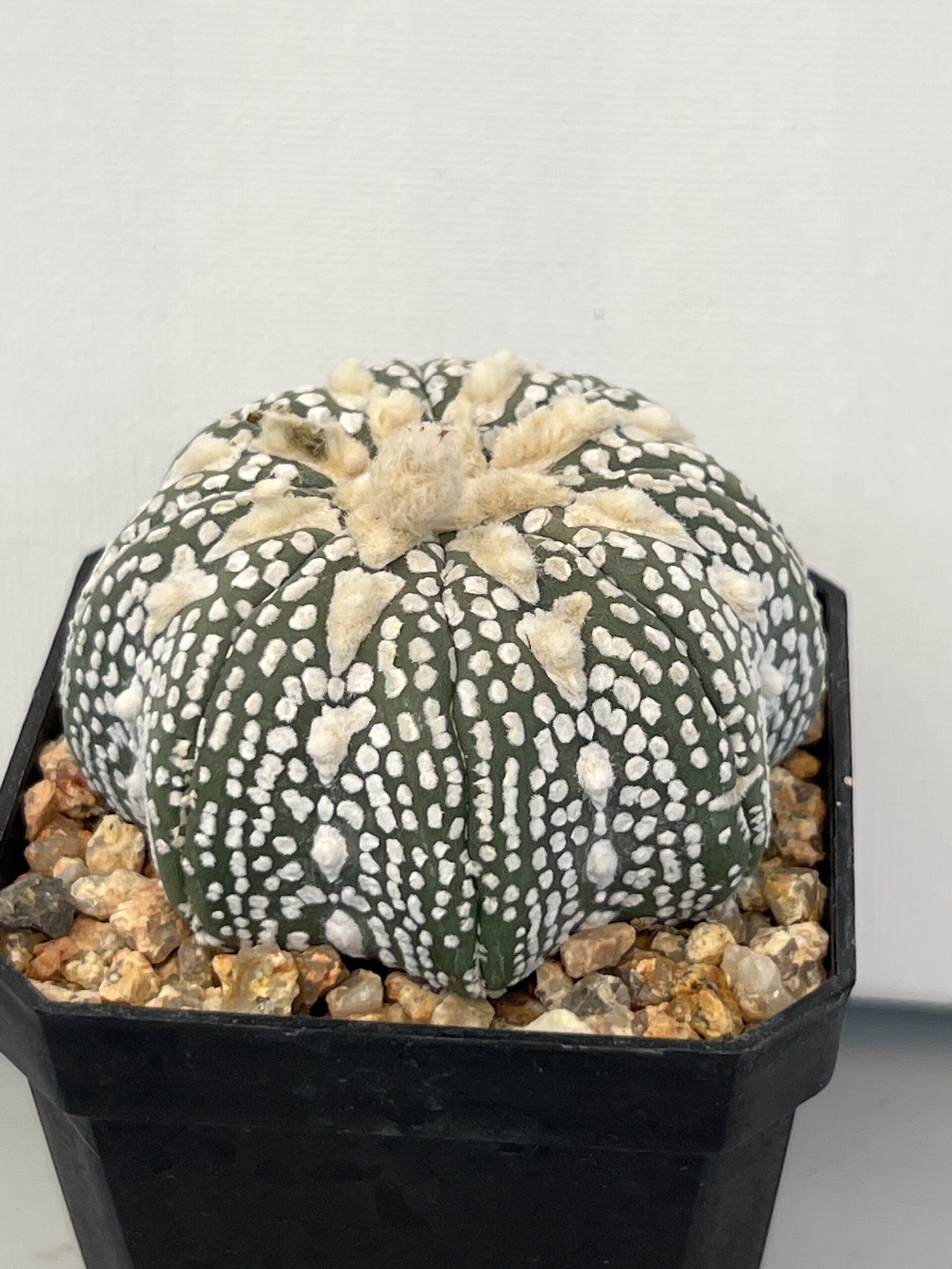 Astrophytum asterias cv. Super Kabuto Star Shape Selected - Imagen 5