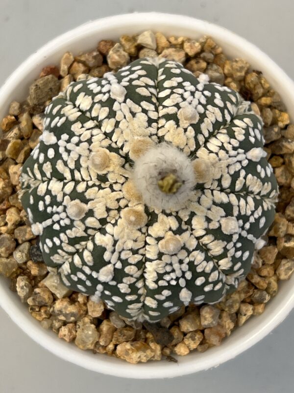 Astrophytum asterias cv. Super Kabuto Fukuryu Selected