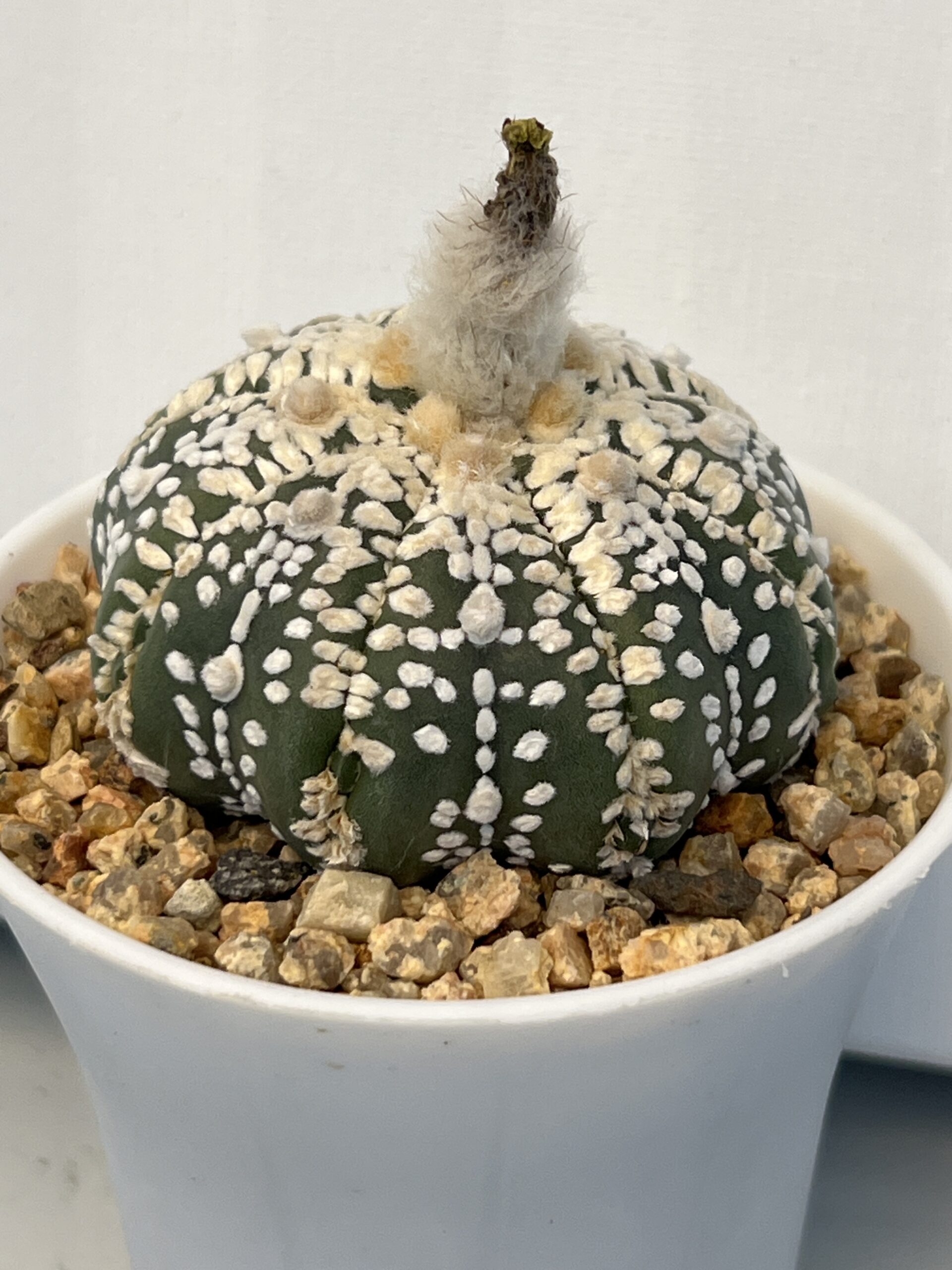Astrophytum asterias cv. Super Kabuto Fukuryu Selected - Imagen 2