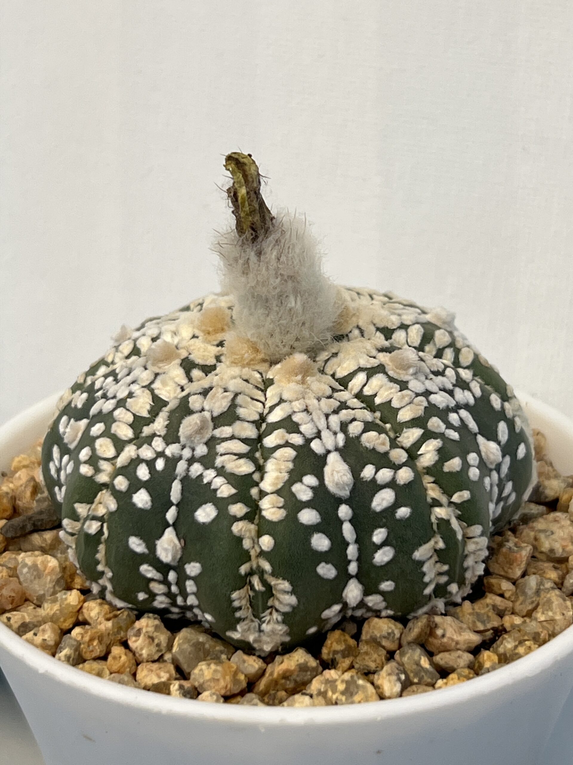 Astrophytum asterias cv. Super Kabuto Fukuryu Selected - Imagen 3