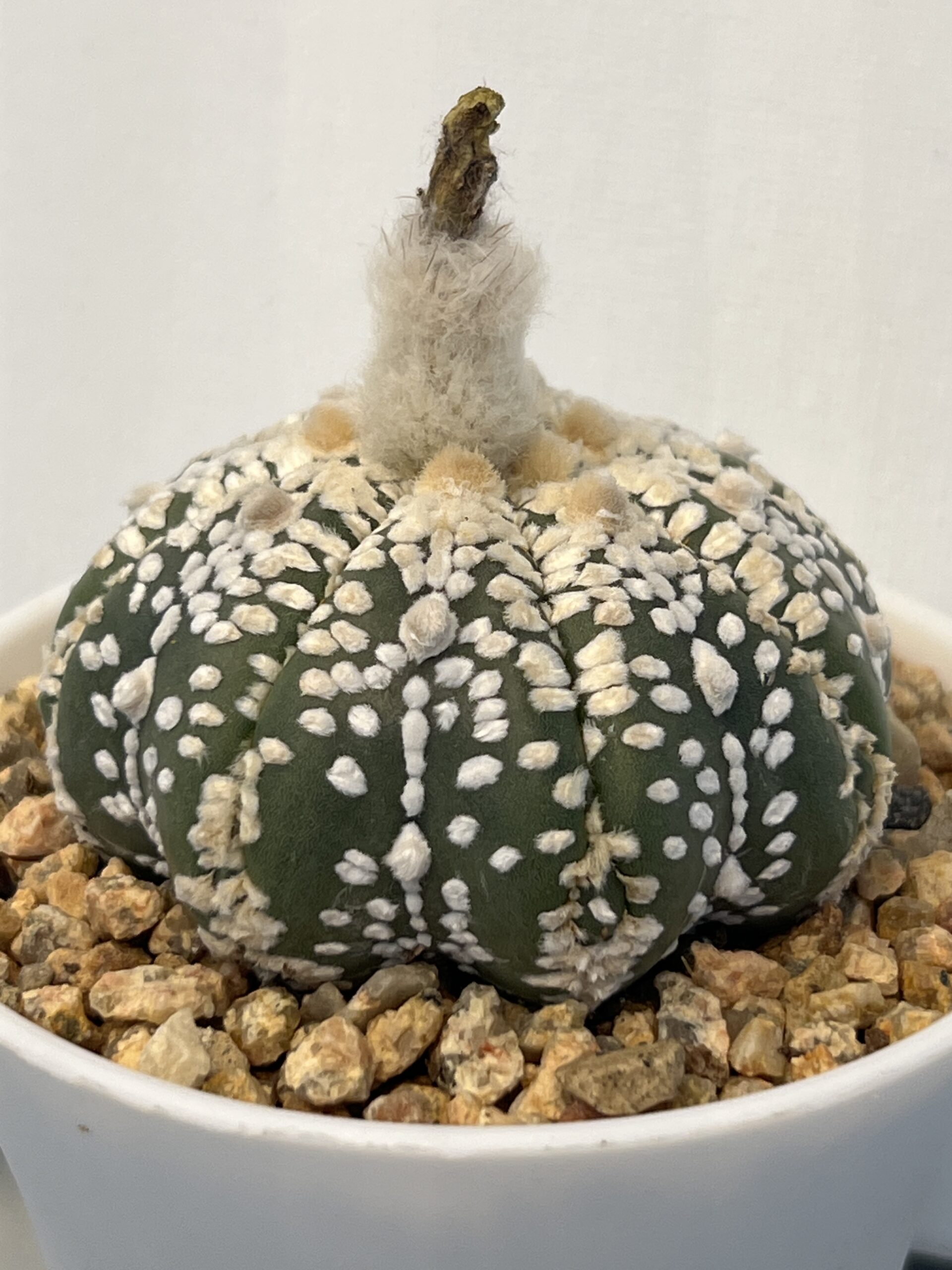 Astrophytum asterias cv. Super Kabuto Fukuryu Selected - Imagen 4