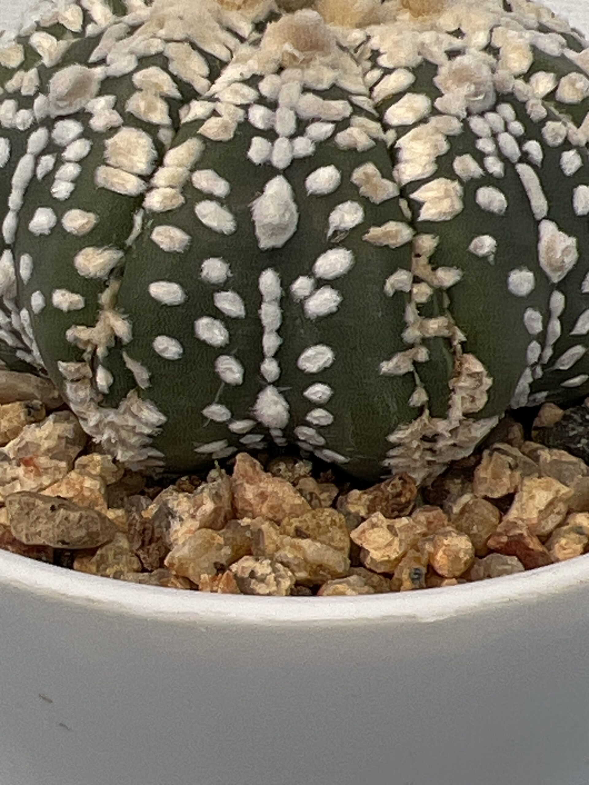 Astrophytum asterias cv. Super Kabuto Fukuryu Selected - Imagen 5