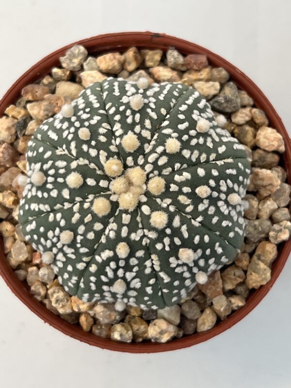Astrophytum asterias cv. Super Kabuto