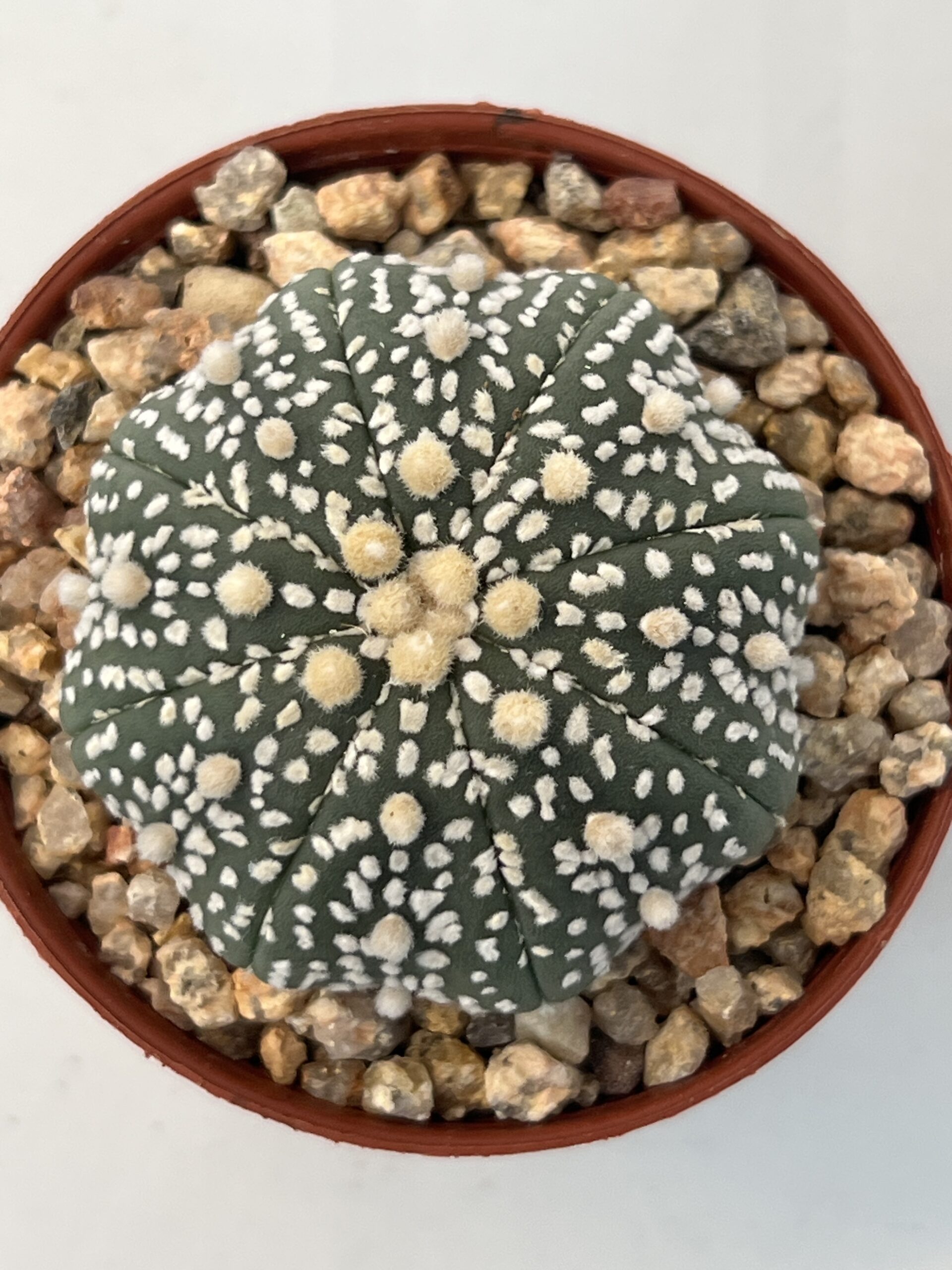 Astrophytum asterias cv. Super Kabuto