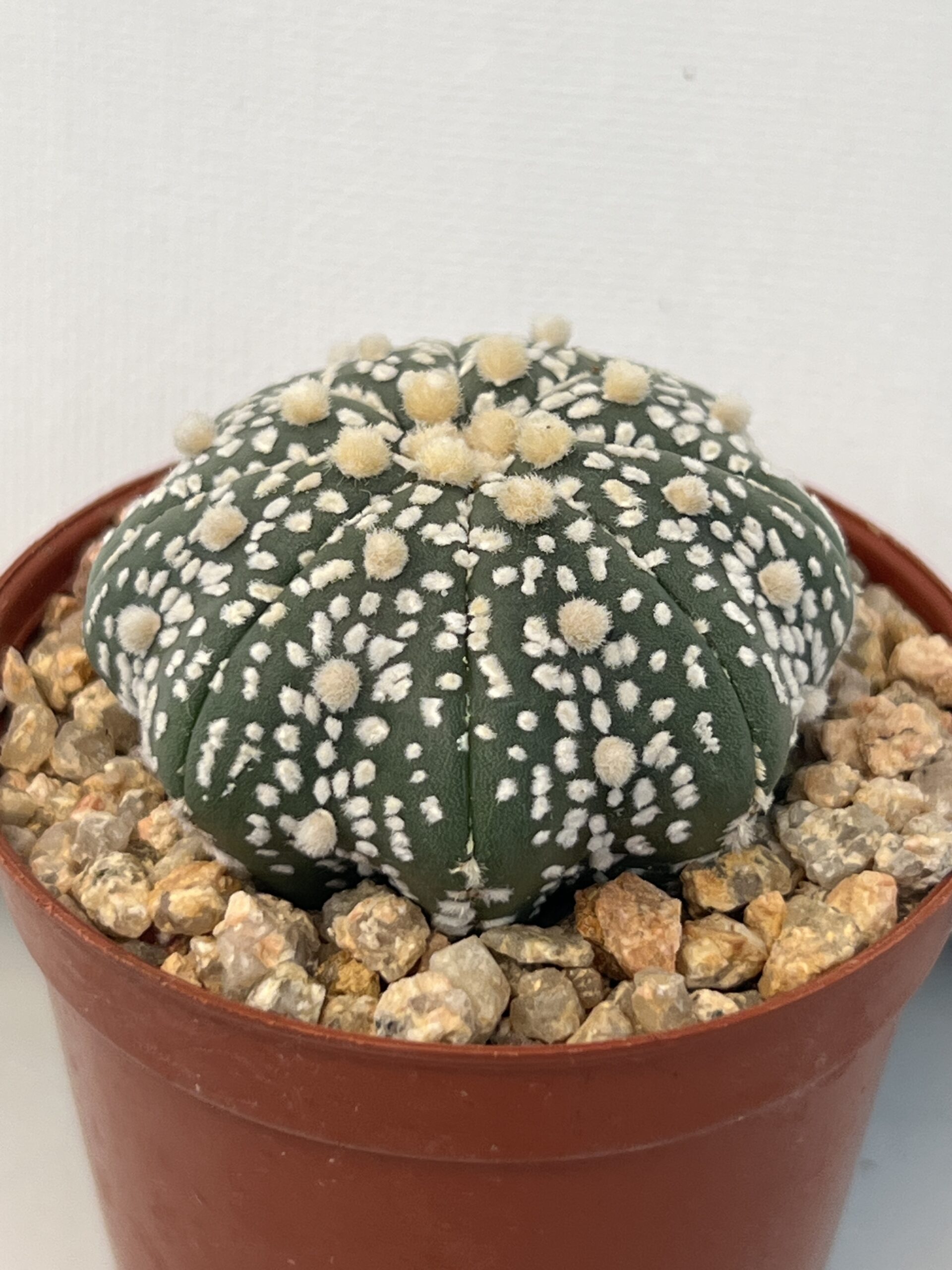 Astrophytum asterias cv. Super Kabuto - Imagen 2