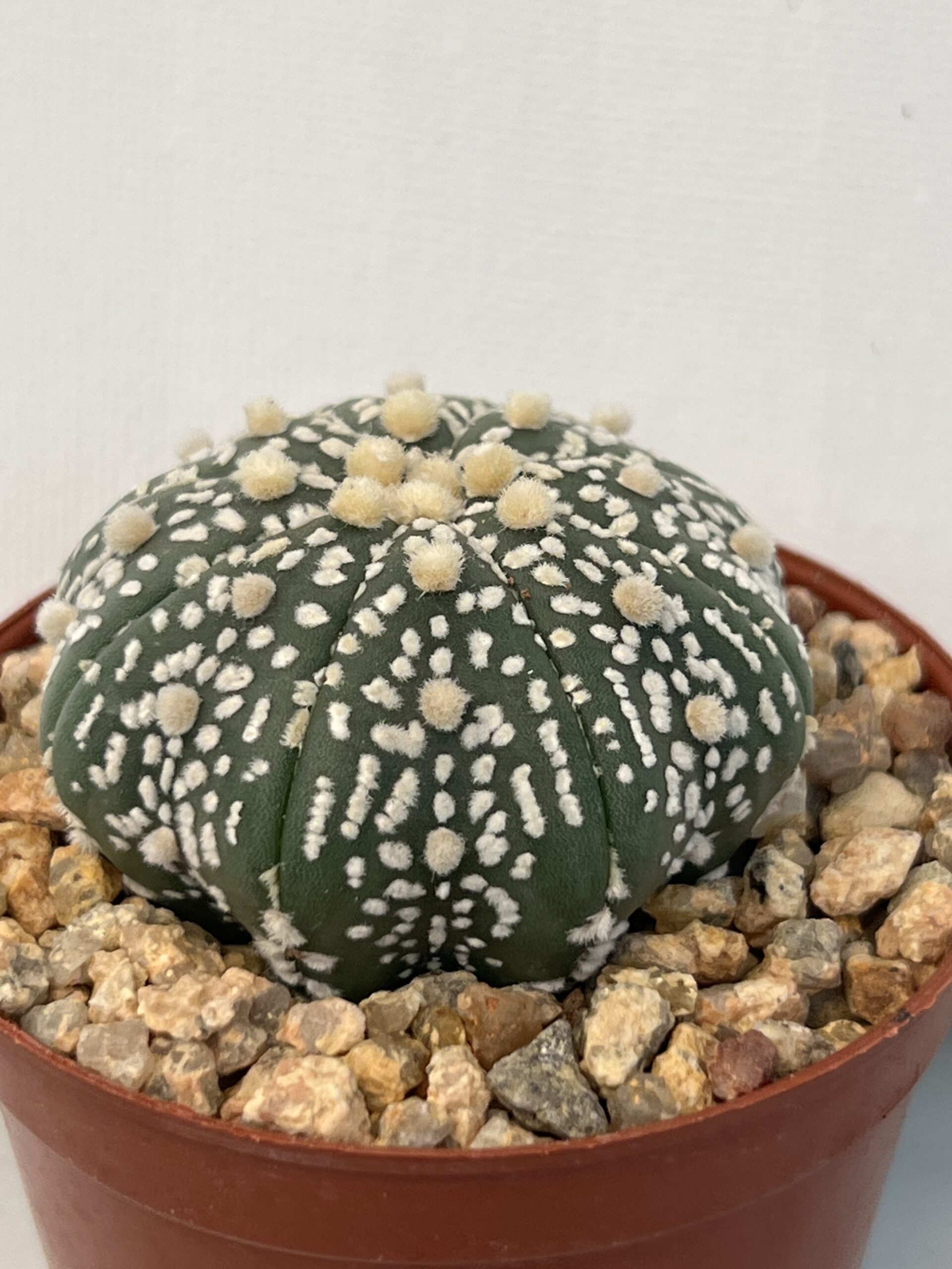 Astrophytum asterias cv. Super Kabuto - Imagen 3
