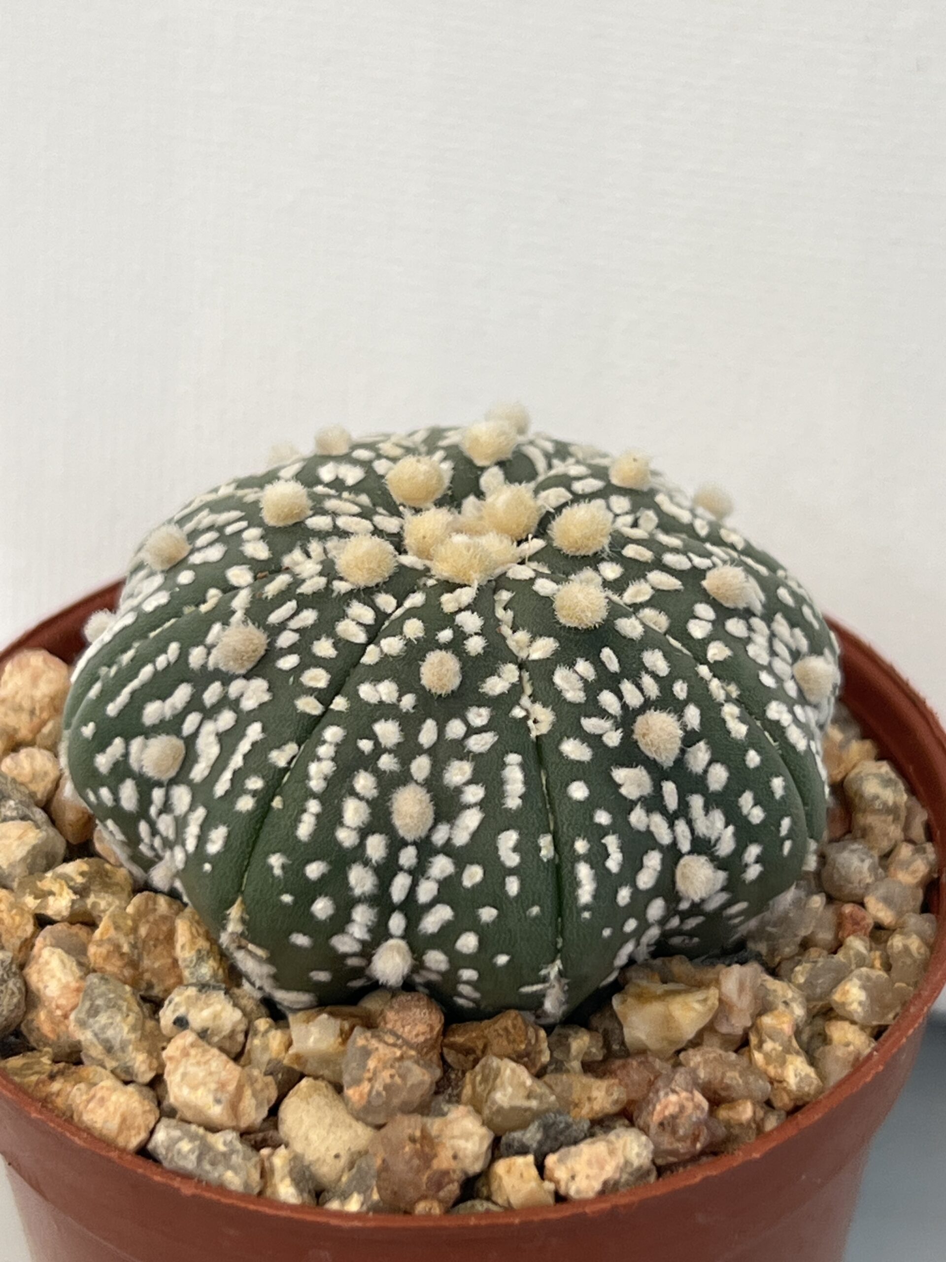 Astrophytum asterias cv. Super Kabuto - Imagen 4