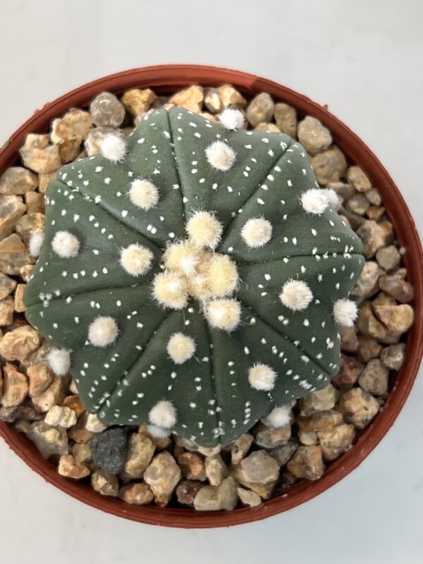 Astrophytum asterias