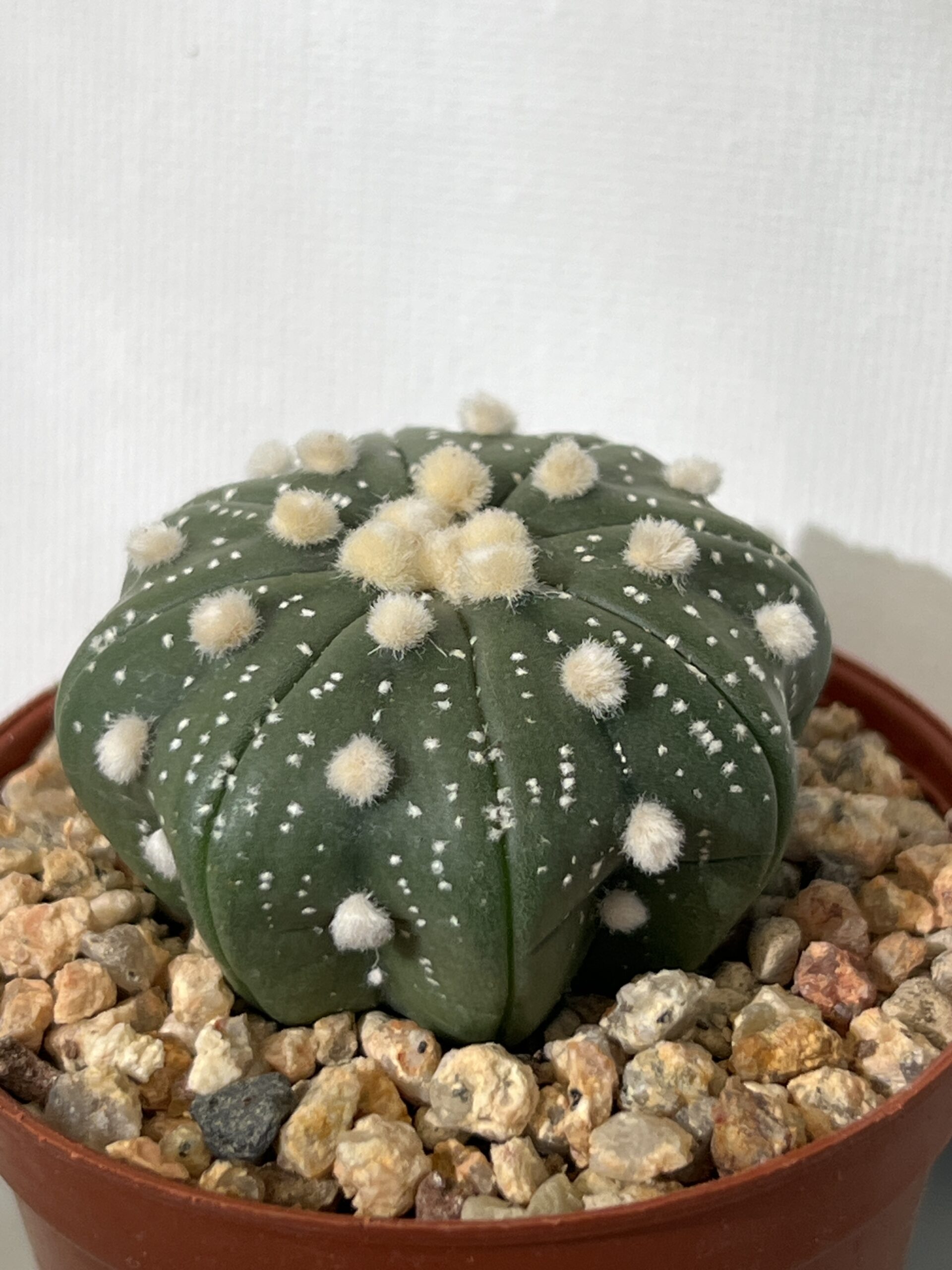 Astrophytum asterias - Imagen 2