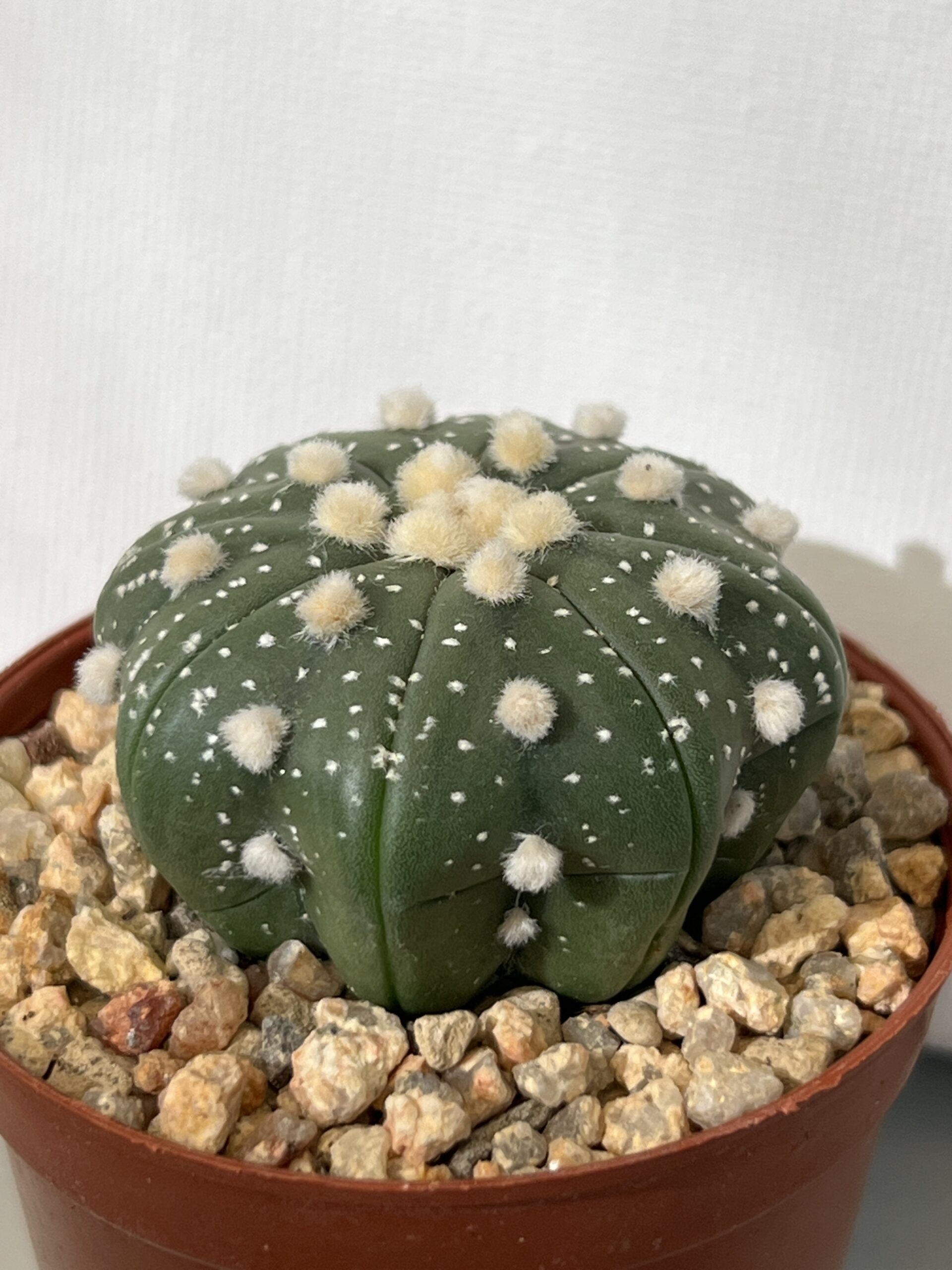 Astrophytum asterias - Imagen 3