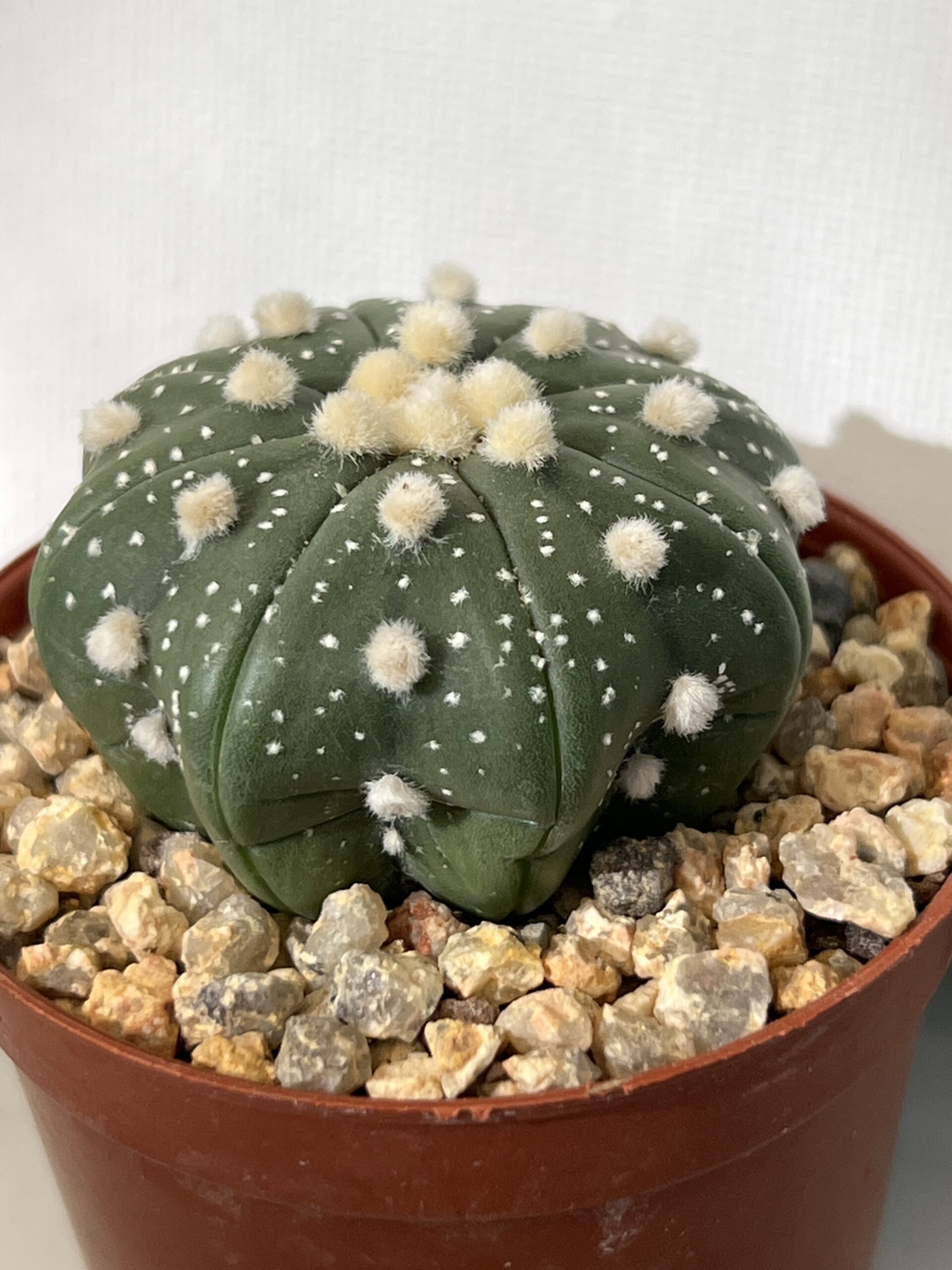 Astrophytum asterias - Imagen 4