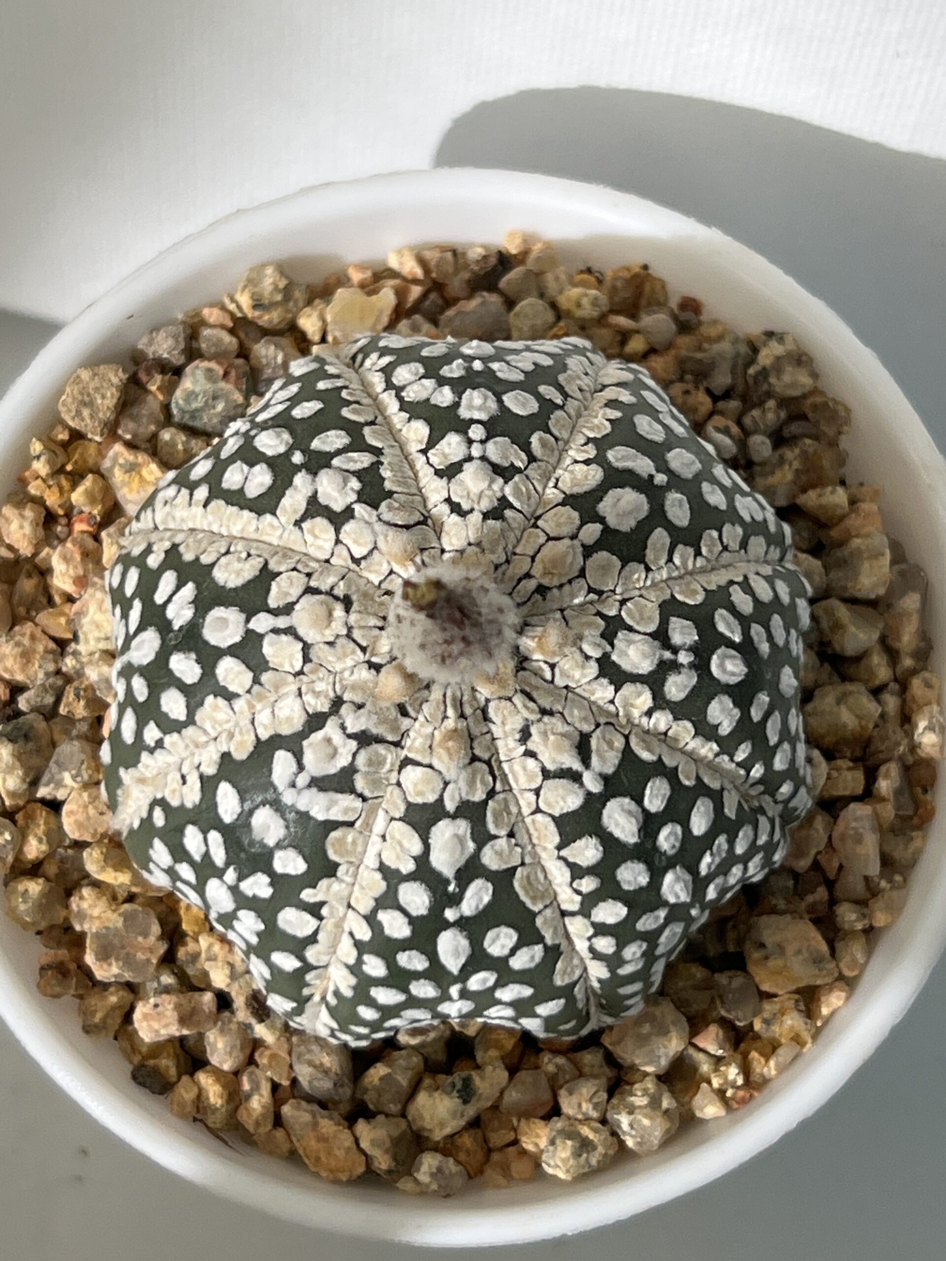 Astrophytum asterias cv. Super Kabuto Selected