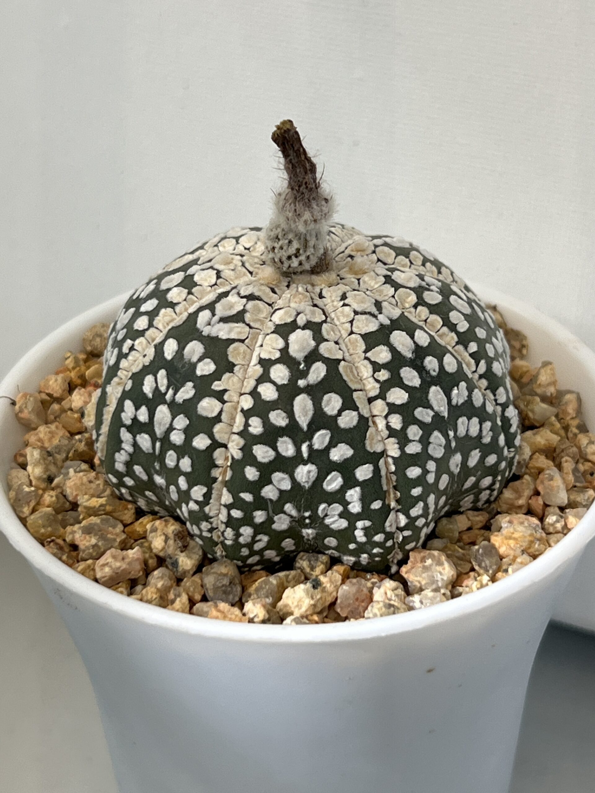 Astrophytum asterias cv. Super Kabuto Selected - Imagen 2
