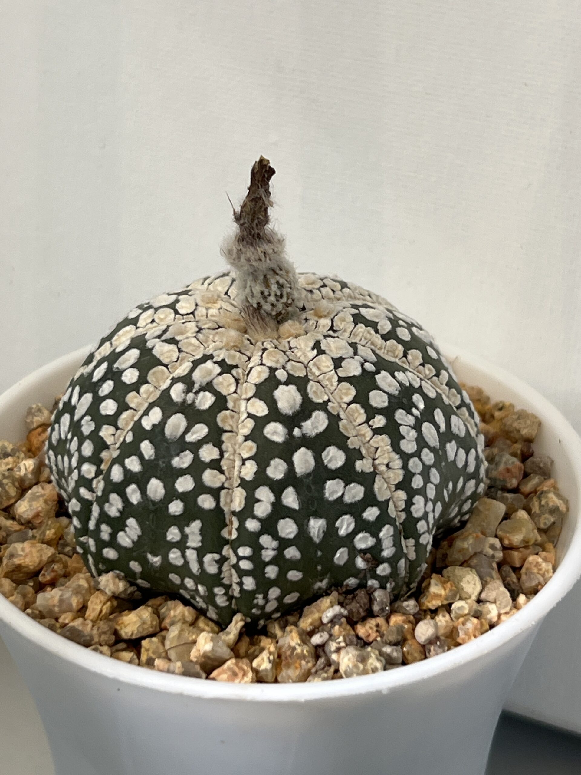 Astrophytum asterias cv. Super Kabuto Selected - Imagen 3