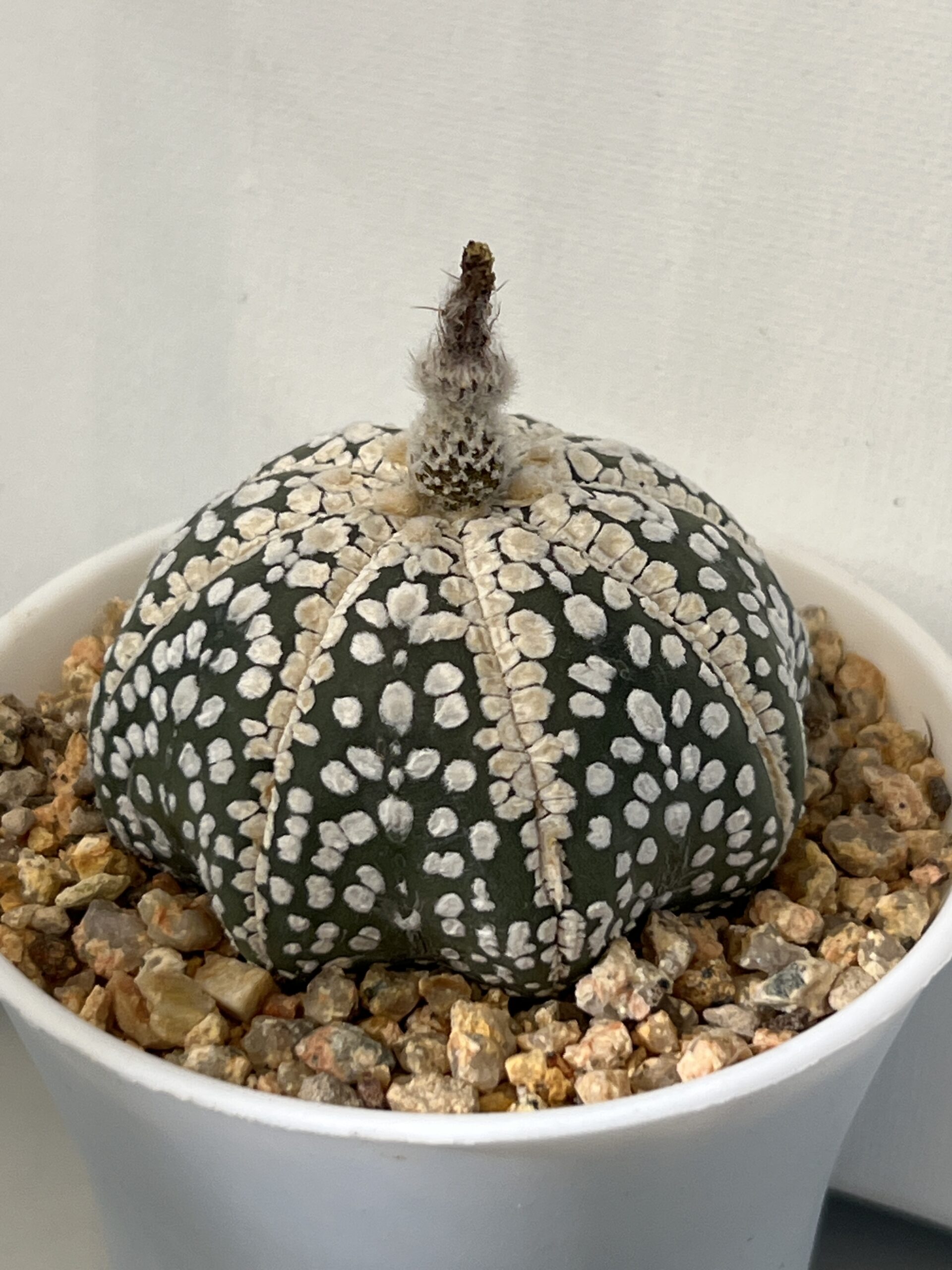 Astrophytum asterias cv. Super Kabuto Selected - Imagen 4