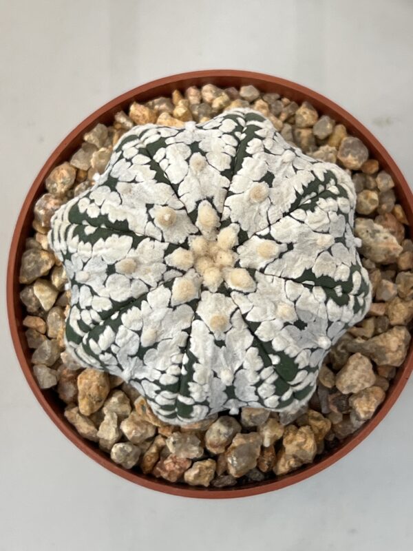 Astrophytum asterias cv. Super Kabuto V type Selected