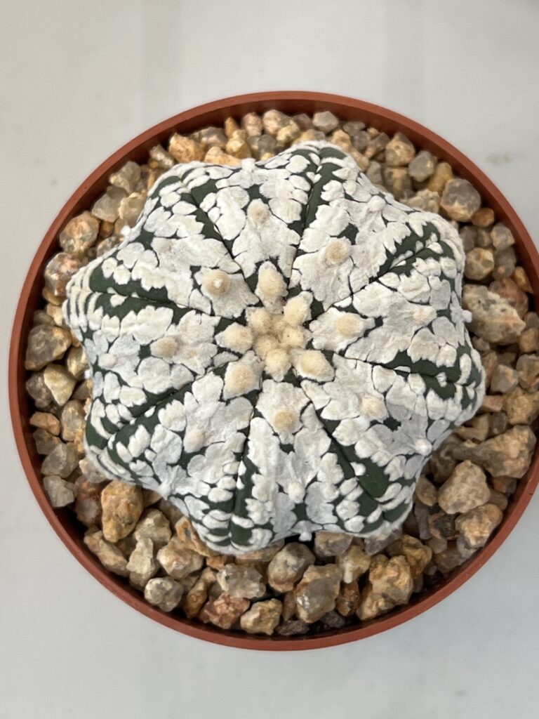 Astrophytum · SUCCULON