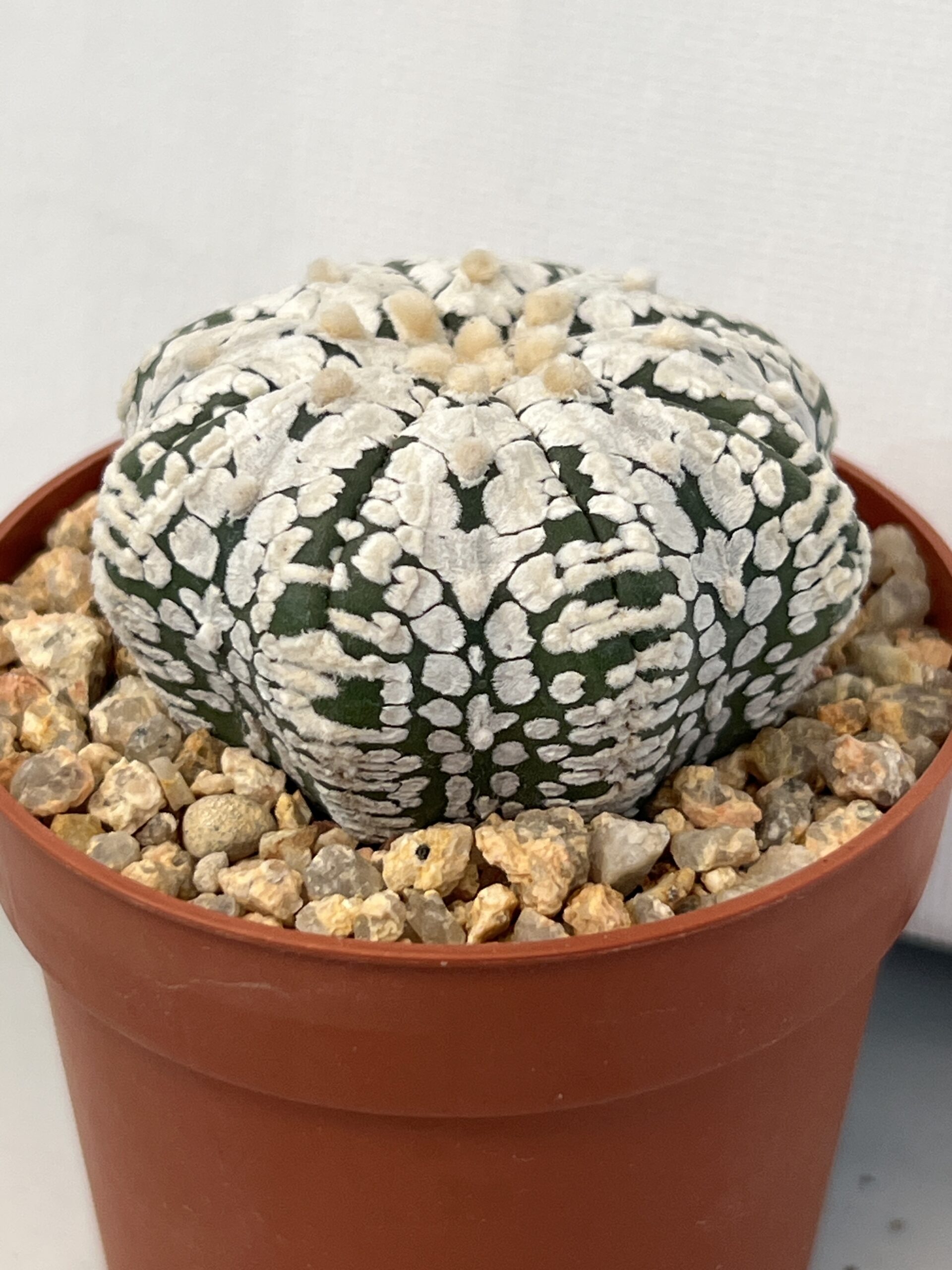 Astrophytum asterias cv. Super Kabuto V type Selected - Imagen 2