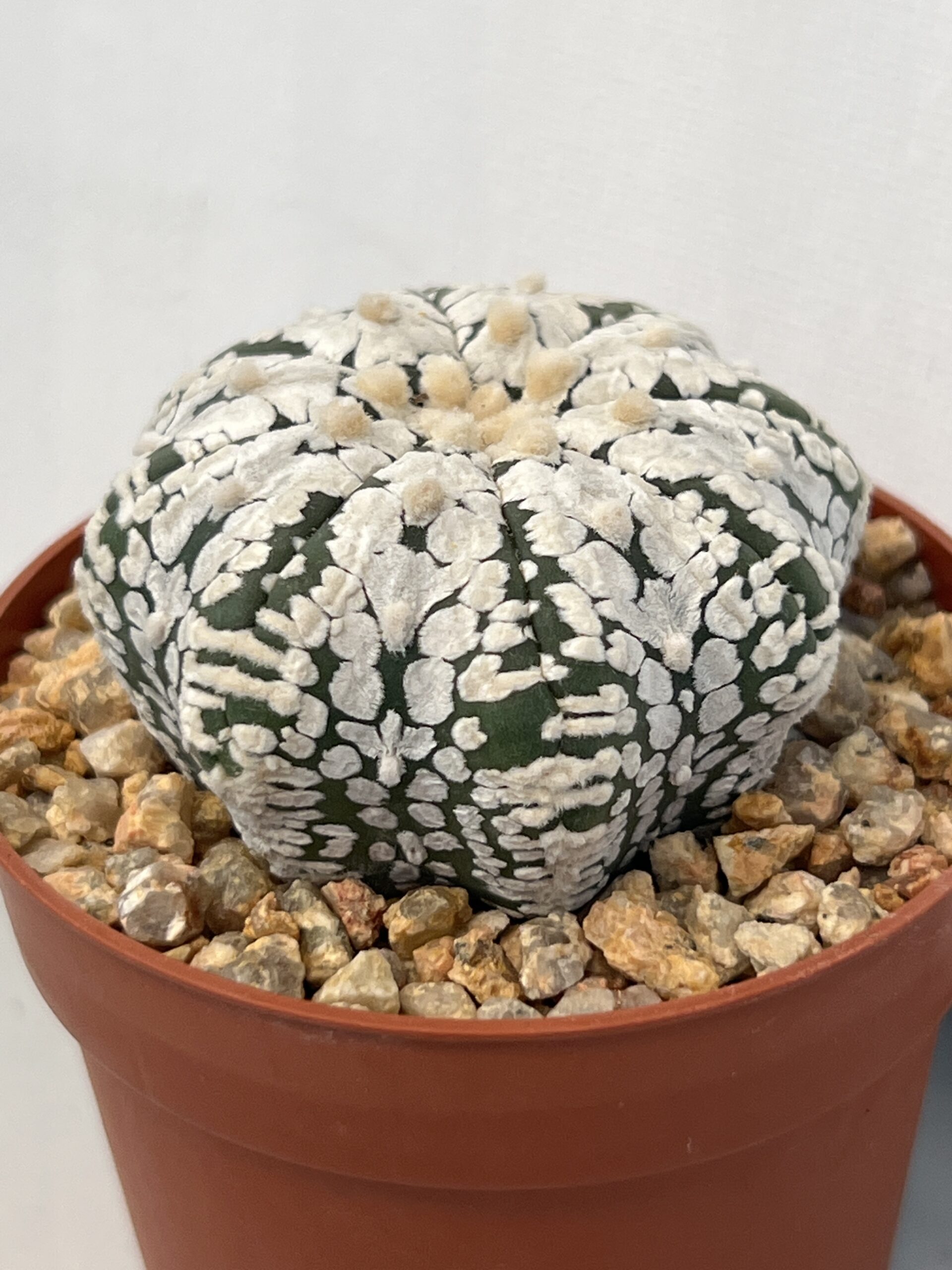 Astrophytum asterias cv. Super Kabuto V type Selected - Imagen 3