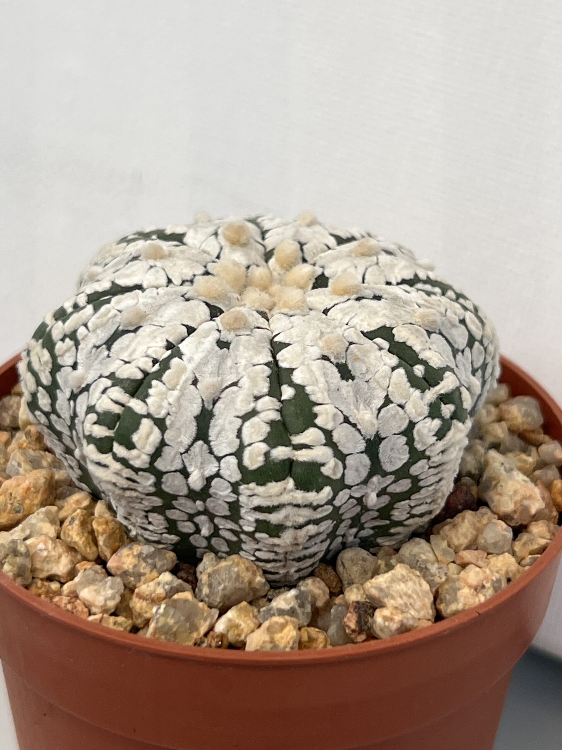 Astrophytum asterias cv. Super Kabuto V type Selected - Imagen 4