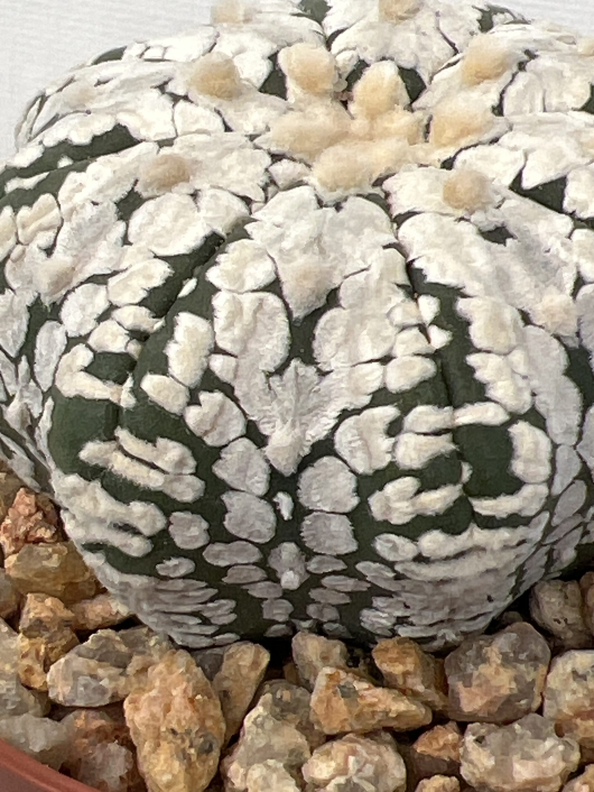 Astrophytum asterias cv. Super Kabuto V type Selected - Imagen 5