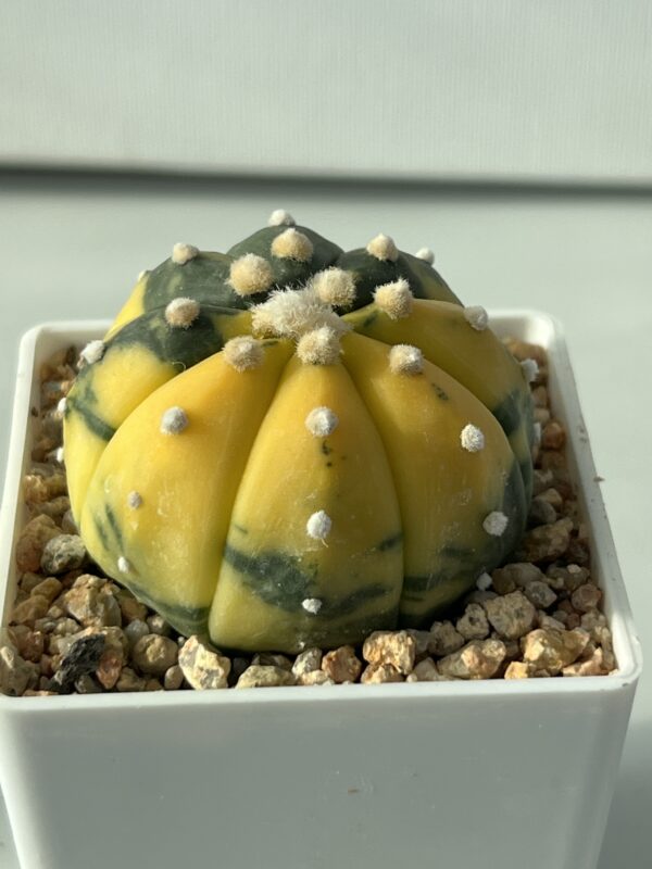 Astrophytum asterias nudum variegata