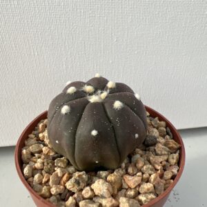 Astrophytum asterias nudum c.v. Purple Skin
