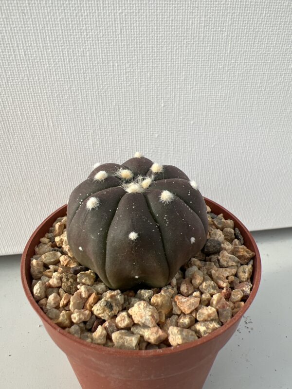 Astrophytum asterias nudum c.v. Purple Skin