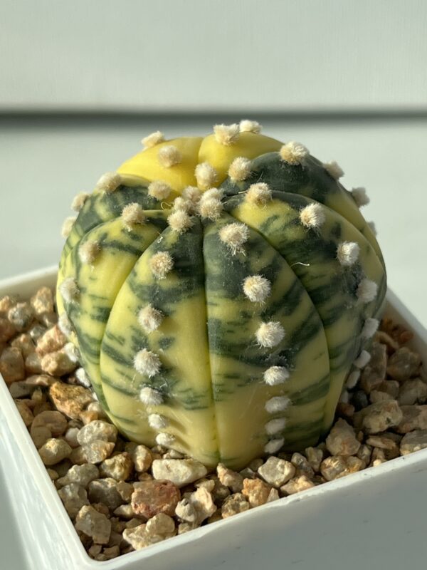 Astrophytum asterias nudum variegata