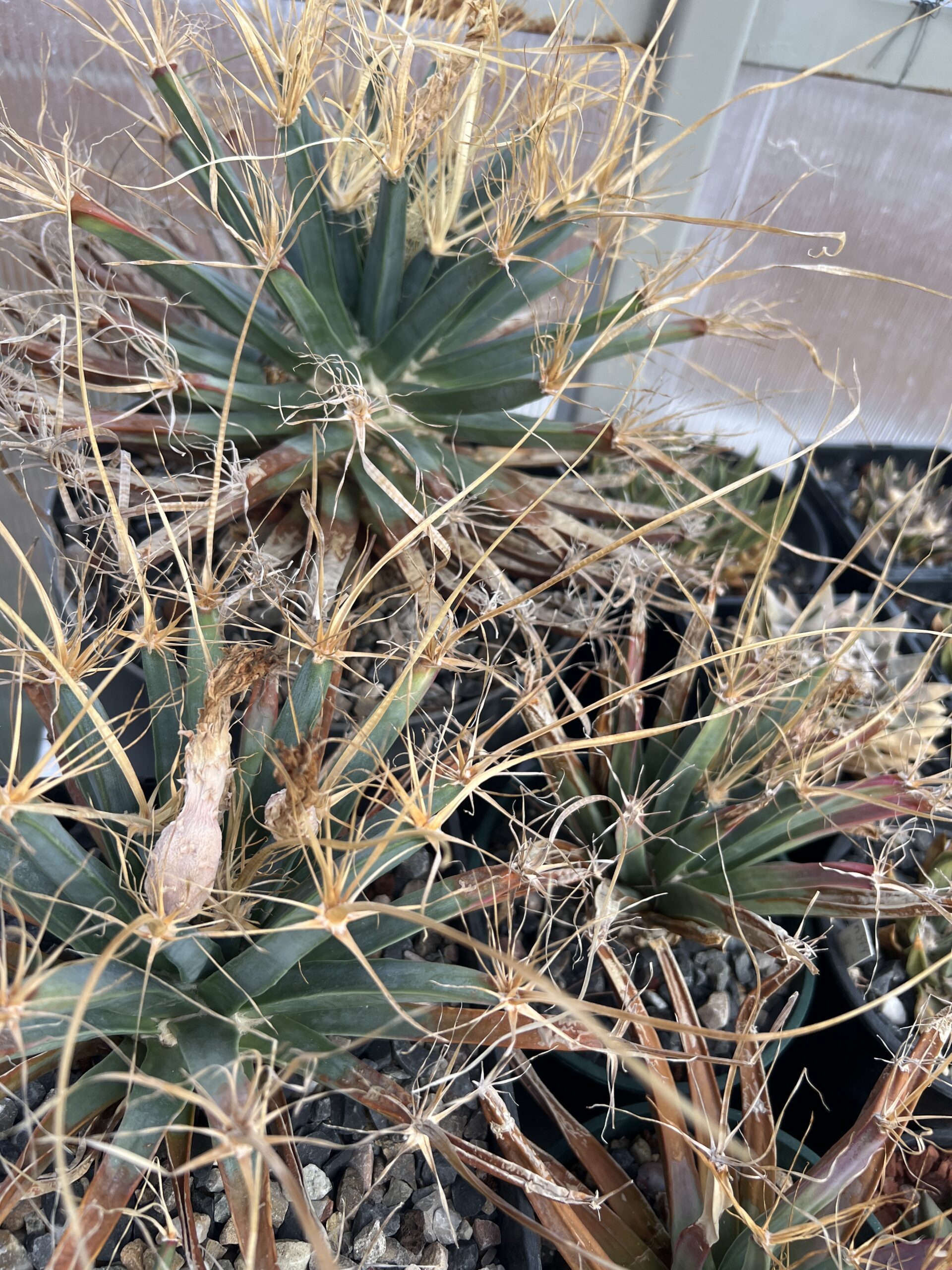 Leuchtenbergia principis · 20 semillas