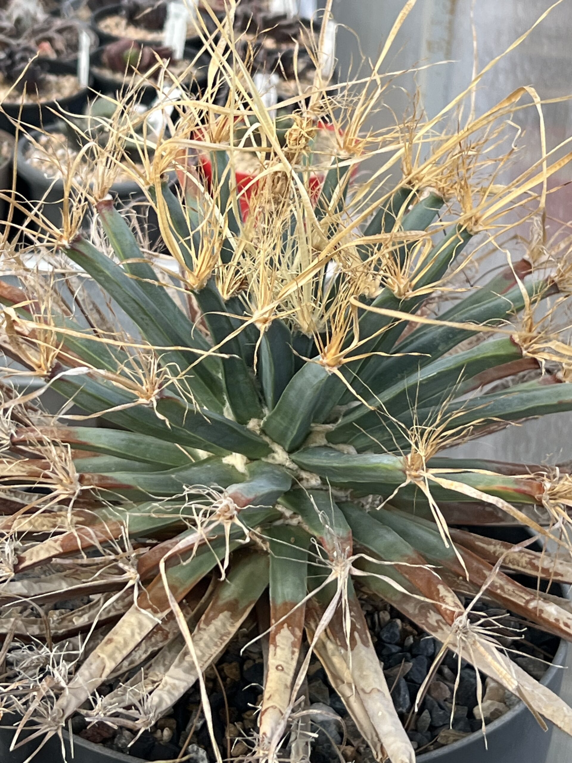 Leuchtenbergia principis · 20 semillas - Imagen 2