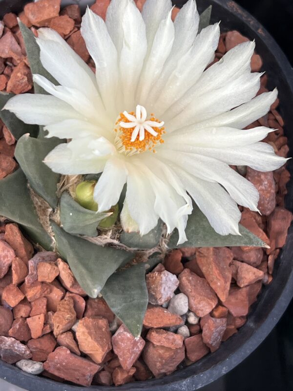 Ariocarpus trigonus · 20 semillas