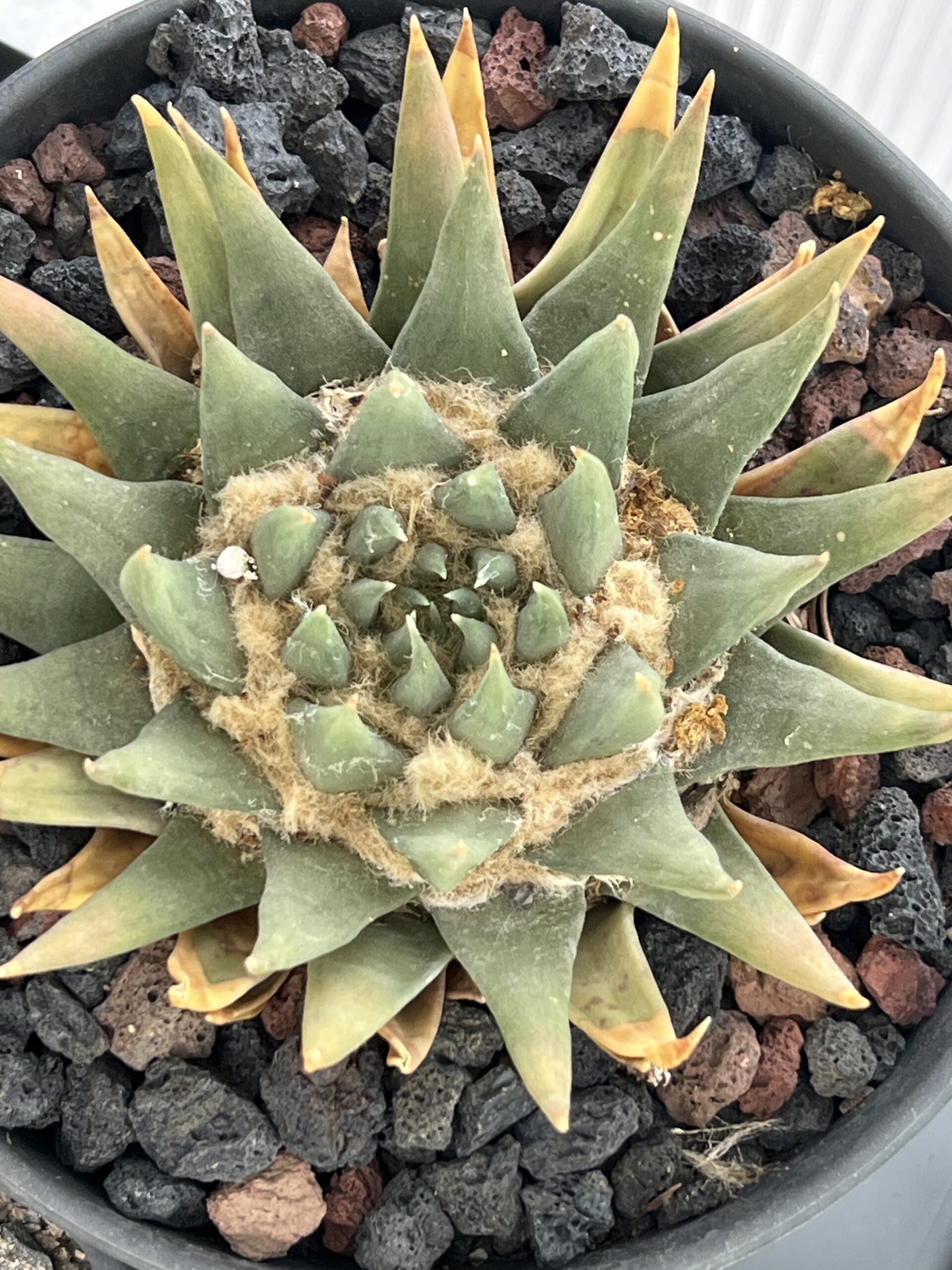 Ariocarpus trigonus · 20 semillas - Imagen 2