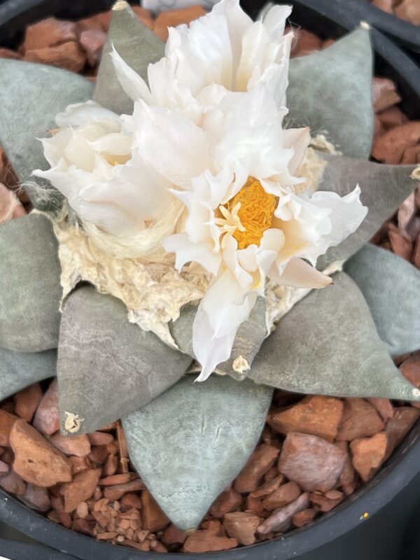 Ariocarpus retusus · 20 semillas