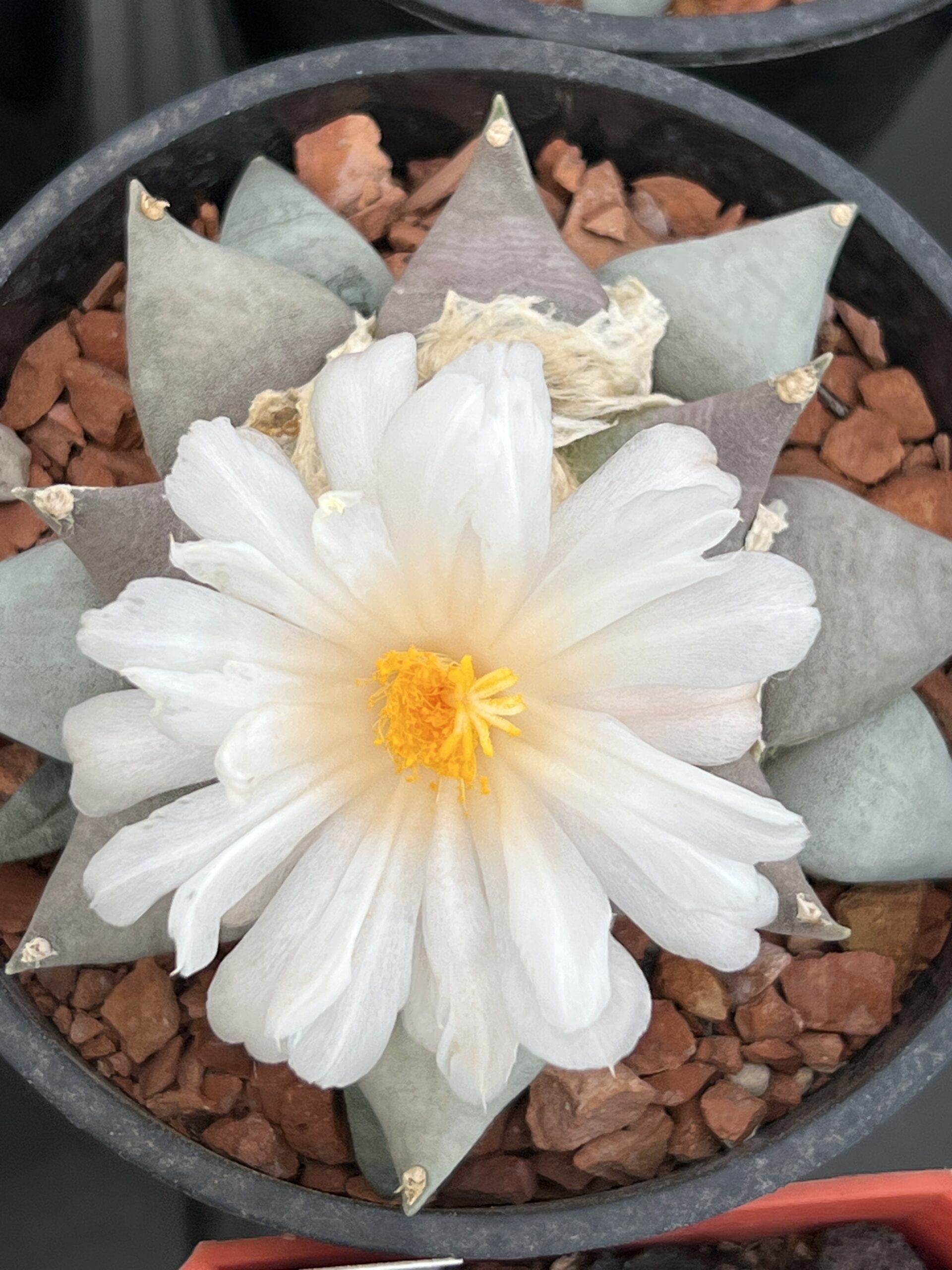 Ariocarpus retusus · 20 semillas - Imagen 2