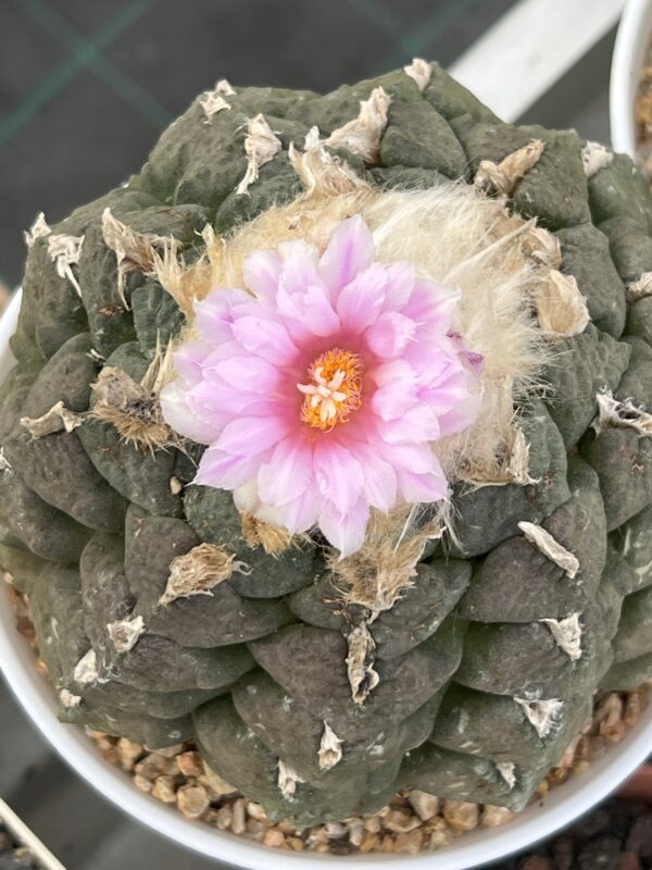Ariocarpus fissuratus var. lloydii · 20 semillas