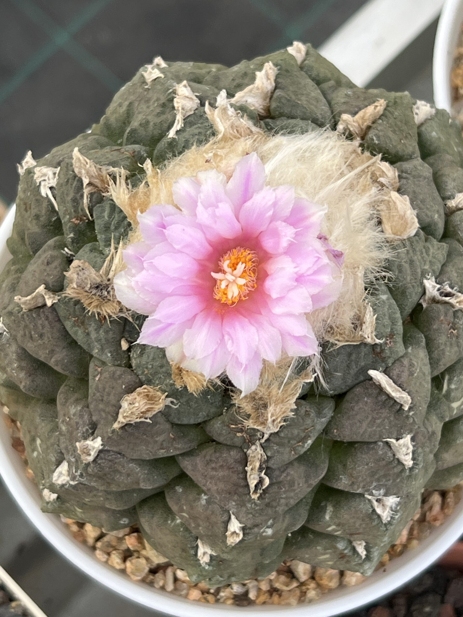 Ariocarpus fissuratus var. lloydii · 20 semillas