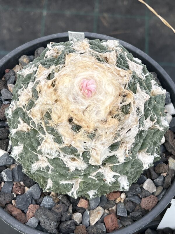 Ariocarpus fissuratus · 20 semillas