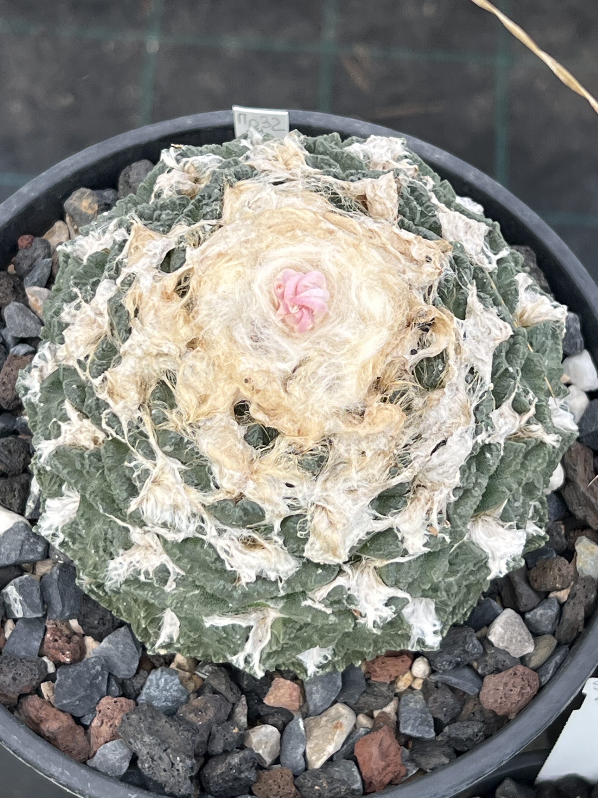 Ariocarpus fissuratus · 20 semillas