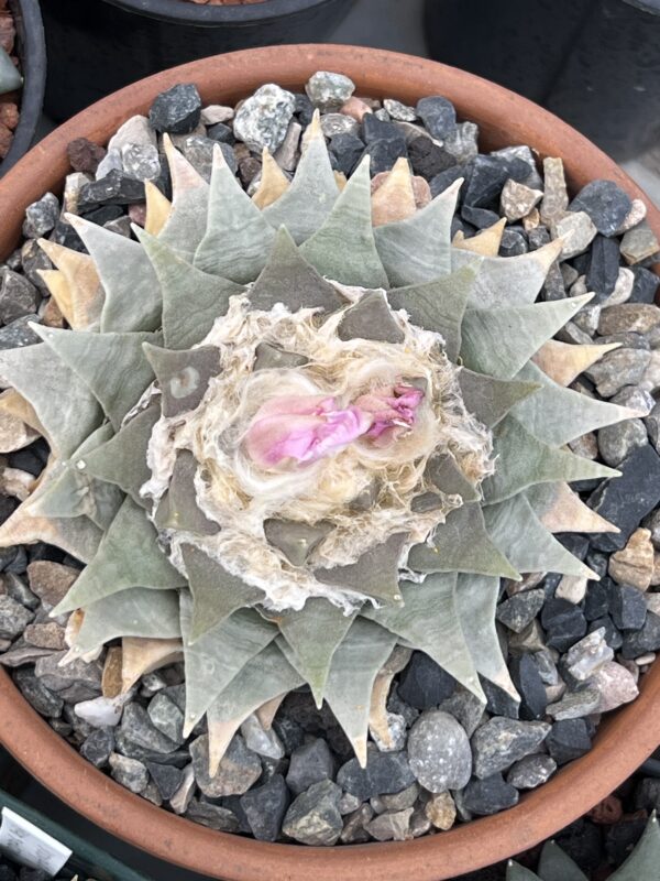 Ariocarpus retusus var. furfuraceus · 20 semillas
