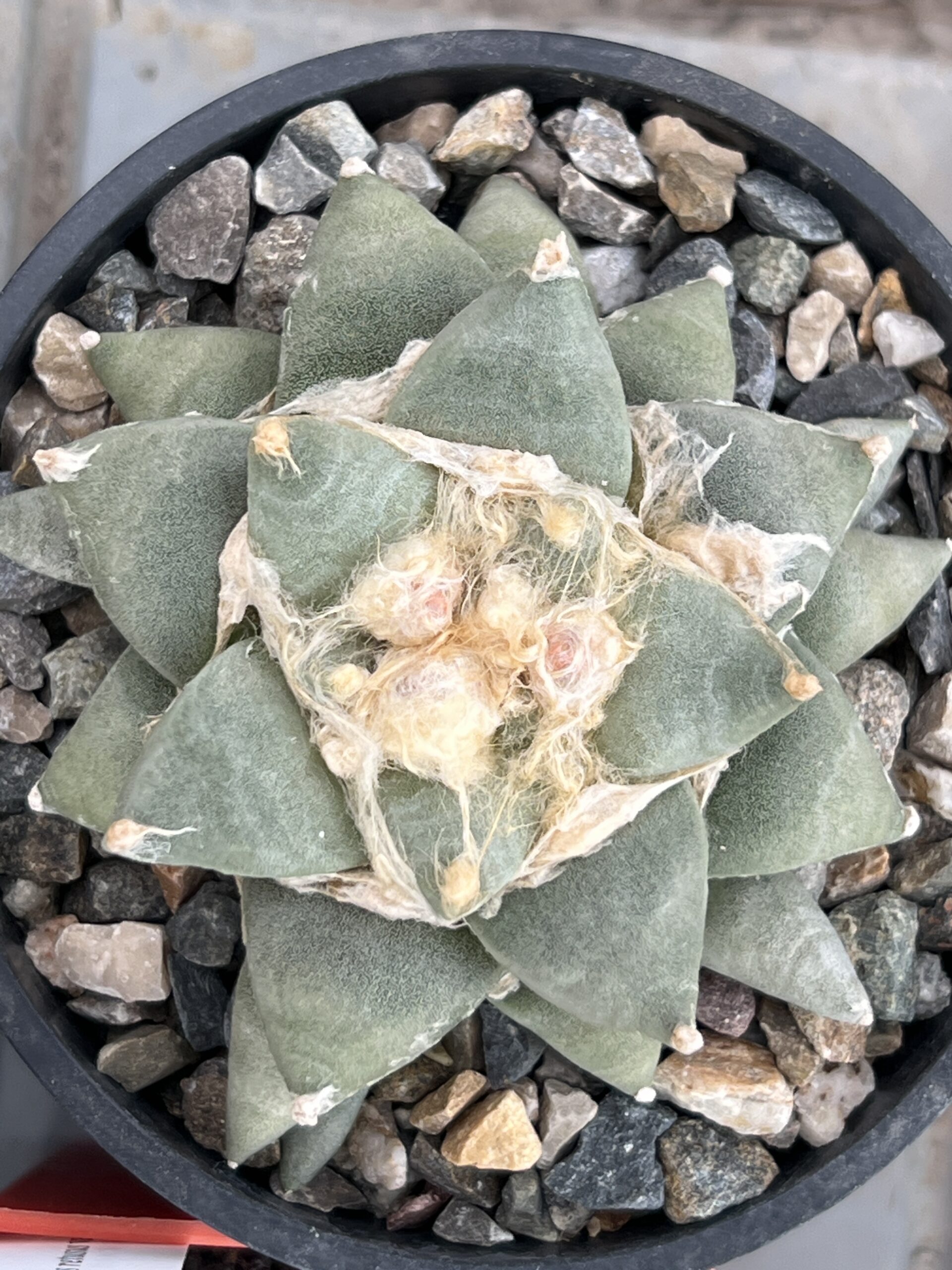 Ariocarpus retusus var. furfuraceus · 20 semillas - Imagen 2