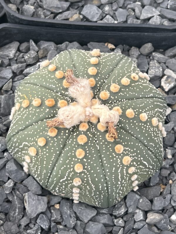 Astrophytum asterias · 20 semillas
