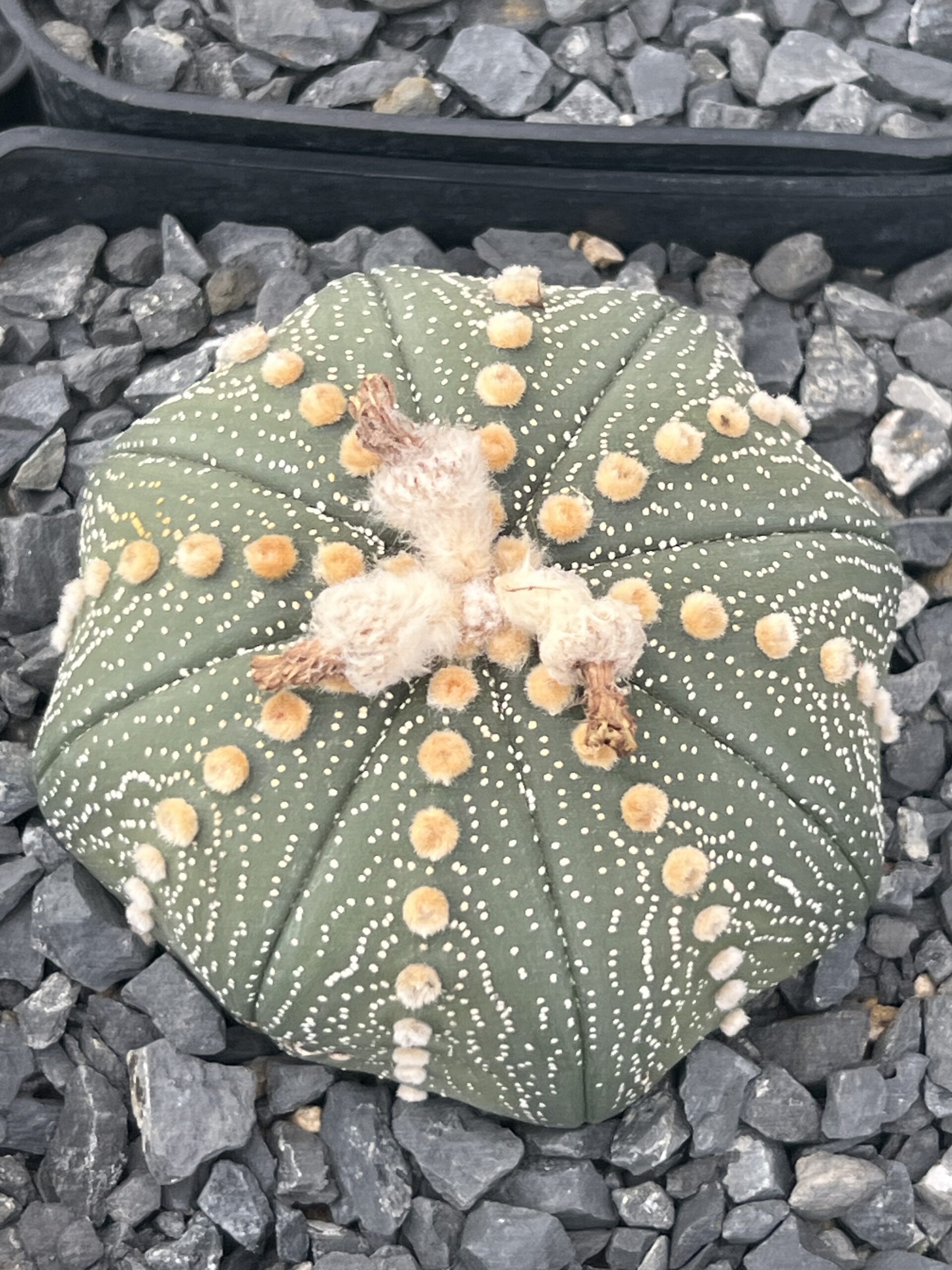 Astrophytum asterias · 20 semillas
