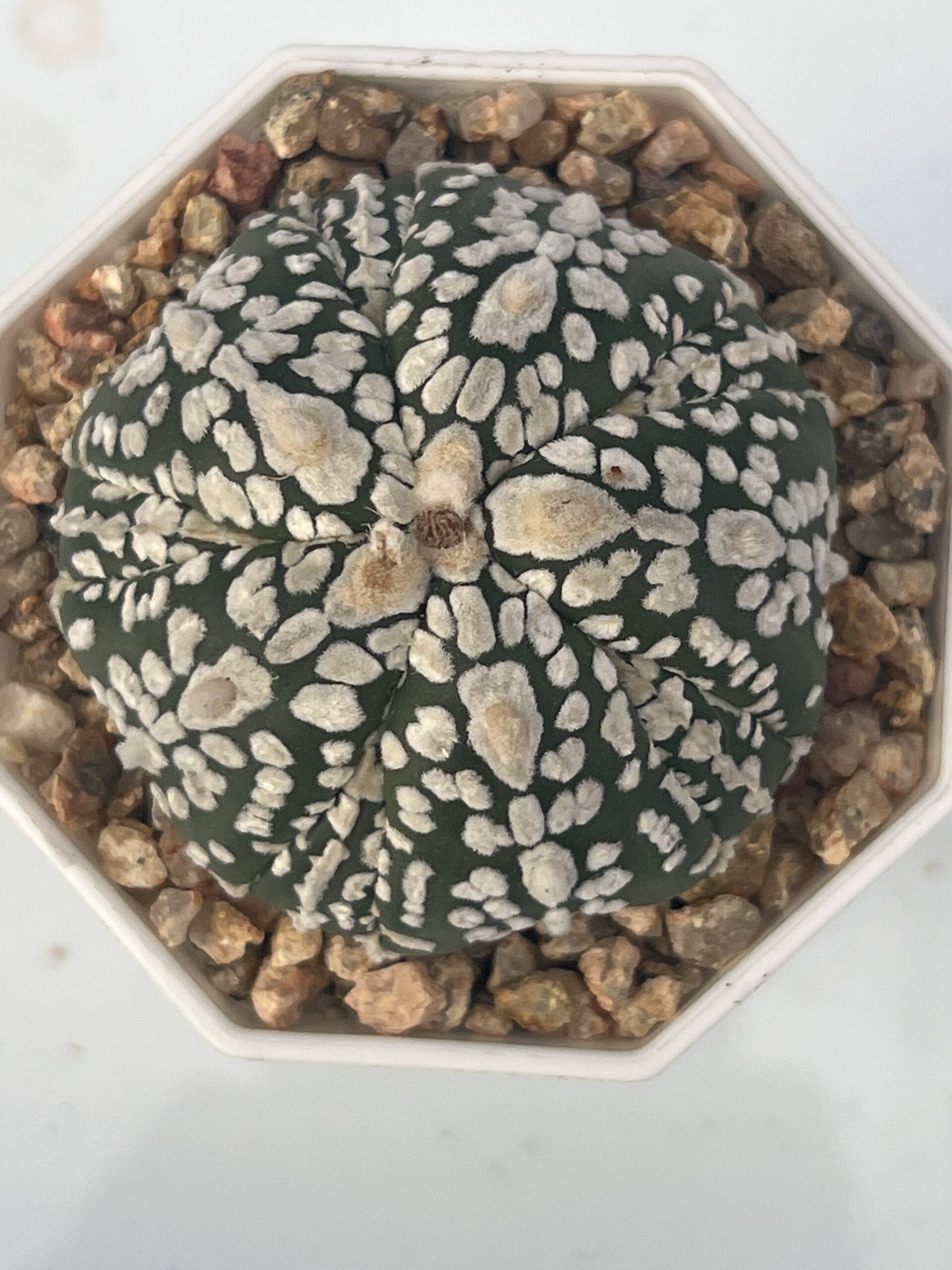 Astrophytum asterias 5-ribs · 20 semillas