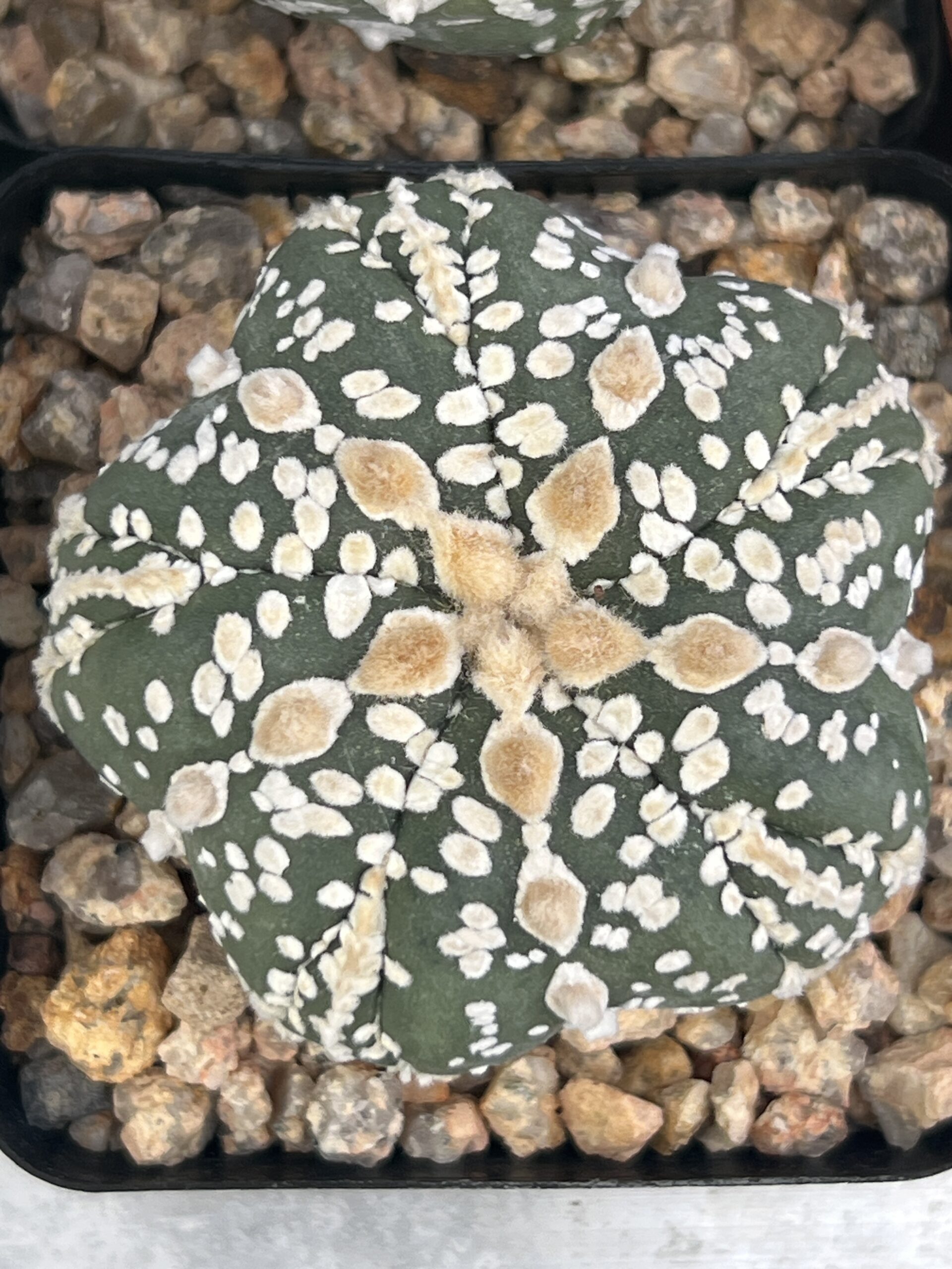 Astrophytum asterias 5-ribs · 20 semillas - Imagen 2