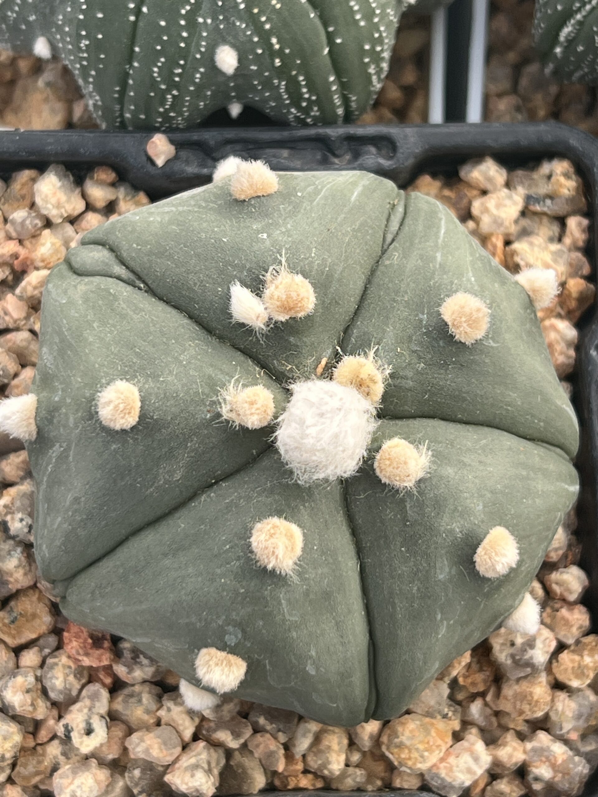 Astrophytum asterias 5-ribs nudum · 20 semillas