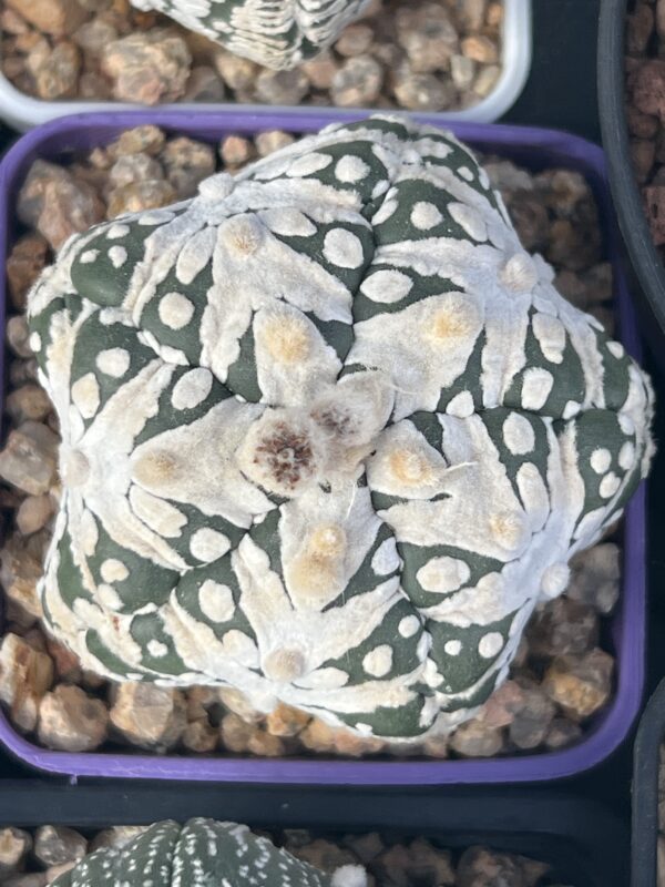 Astrophytum asterias cv. Big V-type 5-ribs · 20 semillas